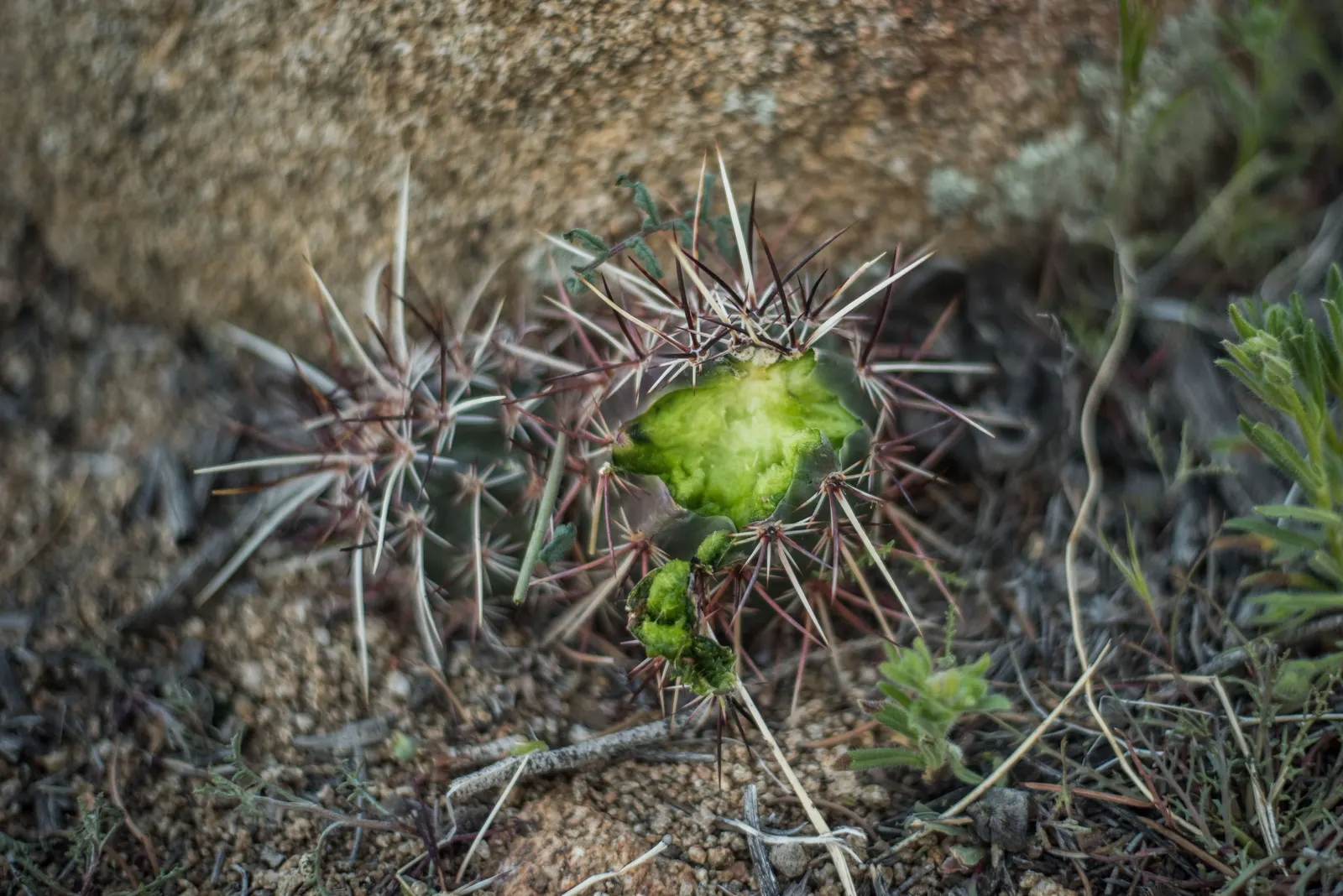 Strawberry Hedgehog (Echinocereus Engelmannii) — growing in clusters that can enhance the visual interest of rock gardens or desert-themed, image 97