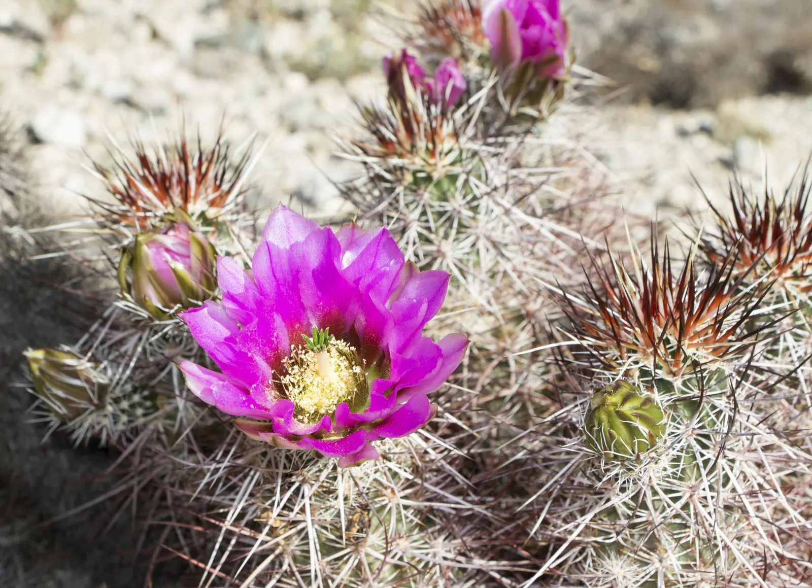 Strawberry Hedgehog (Echinocereus Engelmannii) — cactus with pink and violet blooms