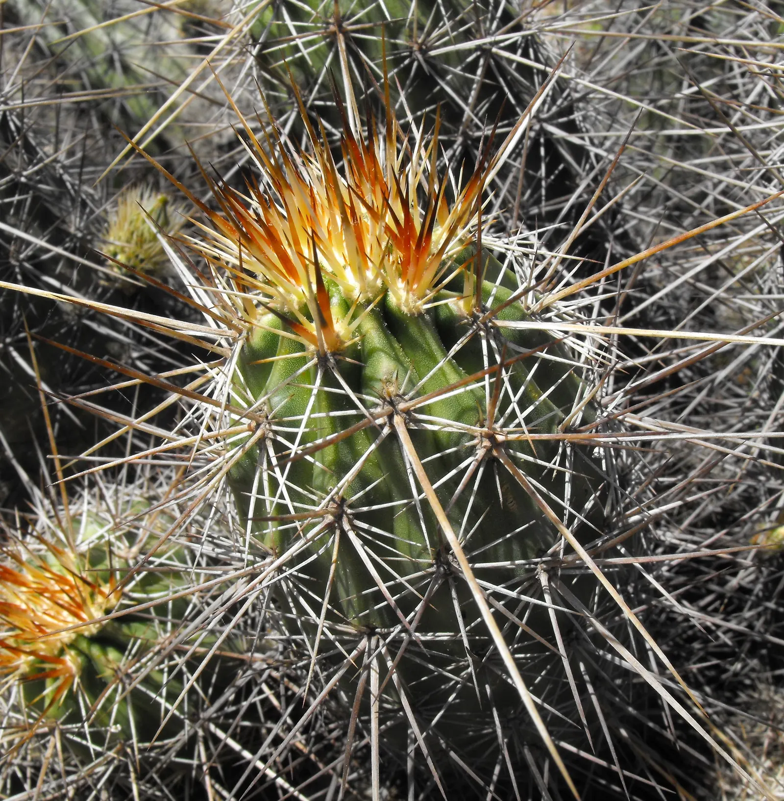 Strawberry Hedgehog (Echinocereus Engelmannii) — It presents spiny, cylindrical stems, reaching up to 24 inches tall and 6 inches wide; which range, image 46