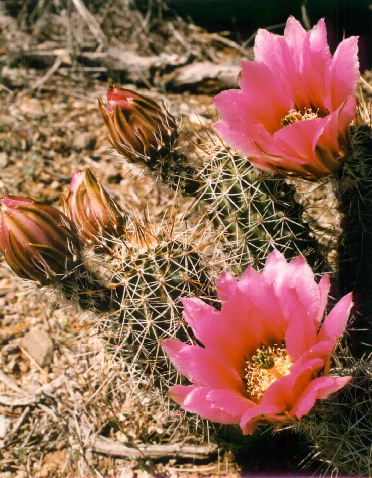 Strawberry Hedgehog (Echinocereus Engelmannii) — Its cylindrical stem is densely adorned with spines; echinocereus engelmannii, or Strawberry, image 98