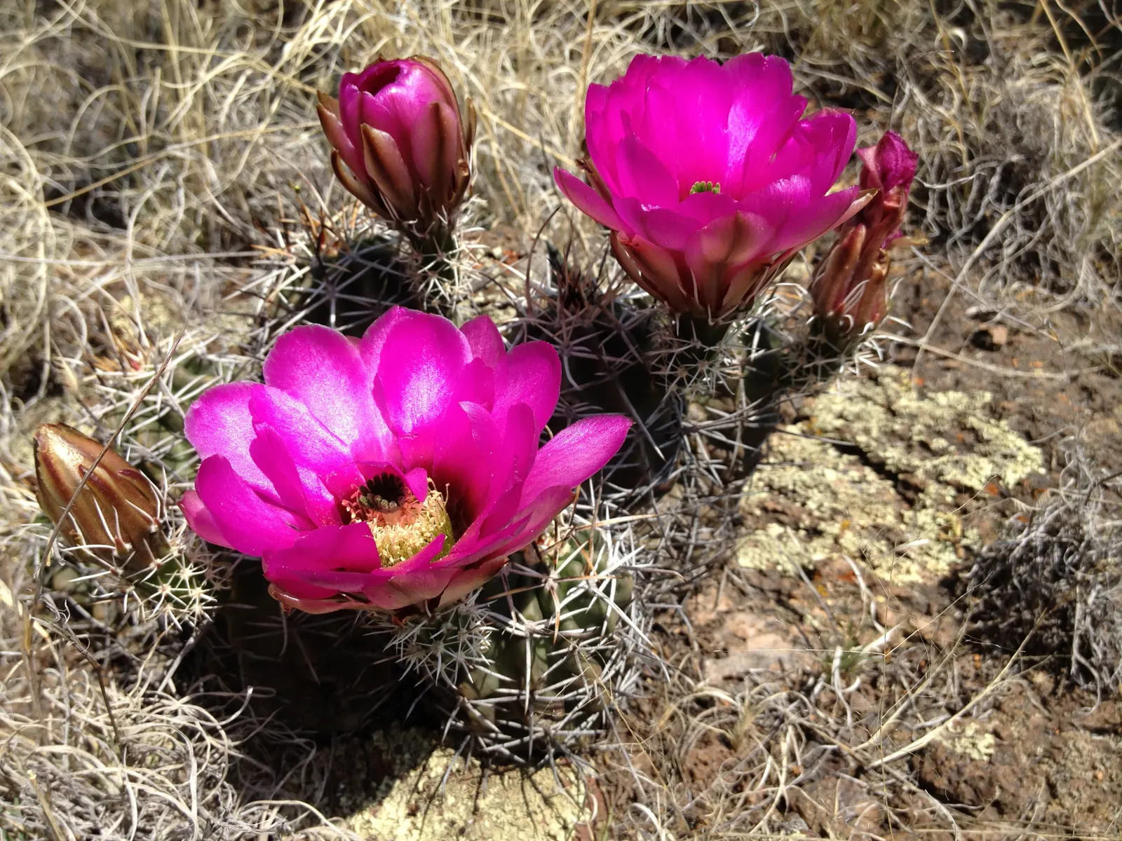 Strawberry Hedgehog (Echinocereus Engelmannii) — It presents spiny, cylindrical stems, reaching up to 24 inches tall and 6 inches wide; which range, image 112