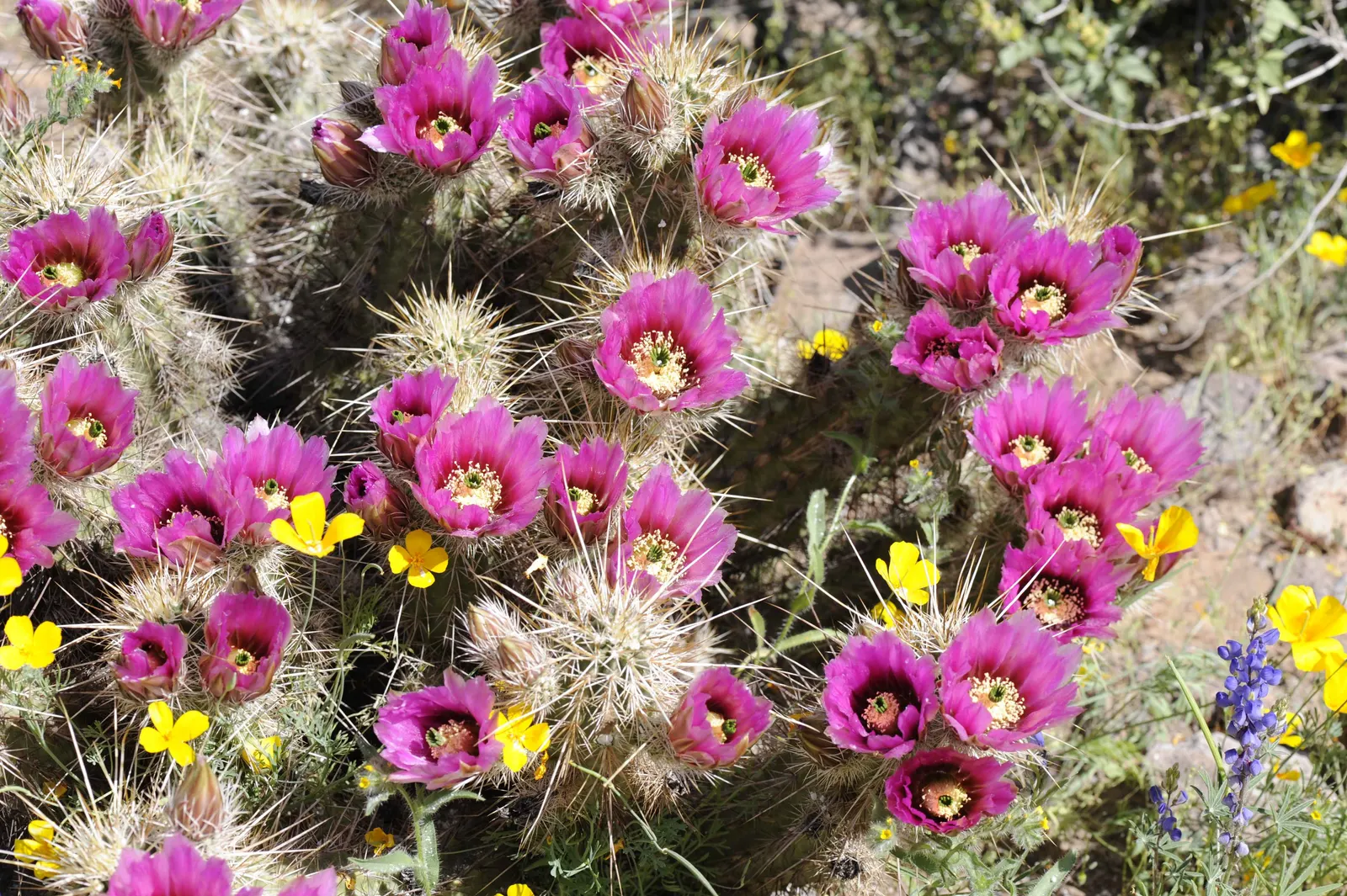 Strawberry Hedgehog (Echinocereus Engelmannii) — It presents spiny, cylindrical stems, reaching up to 24 inches tall and 6 inches wide; which range, image 68
