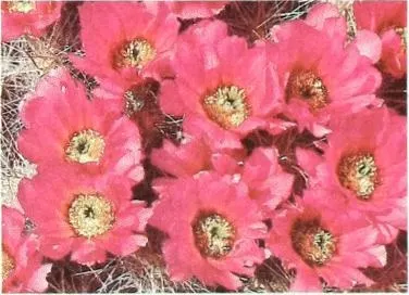 Strawberry Hedgehog (Echinocereus Engelmannii) — which allows for spreading and airflow while retaining a compact; scientifically known as Echinocereus