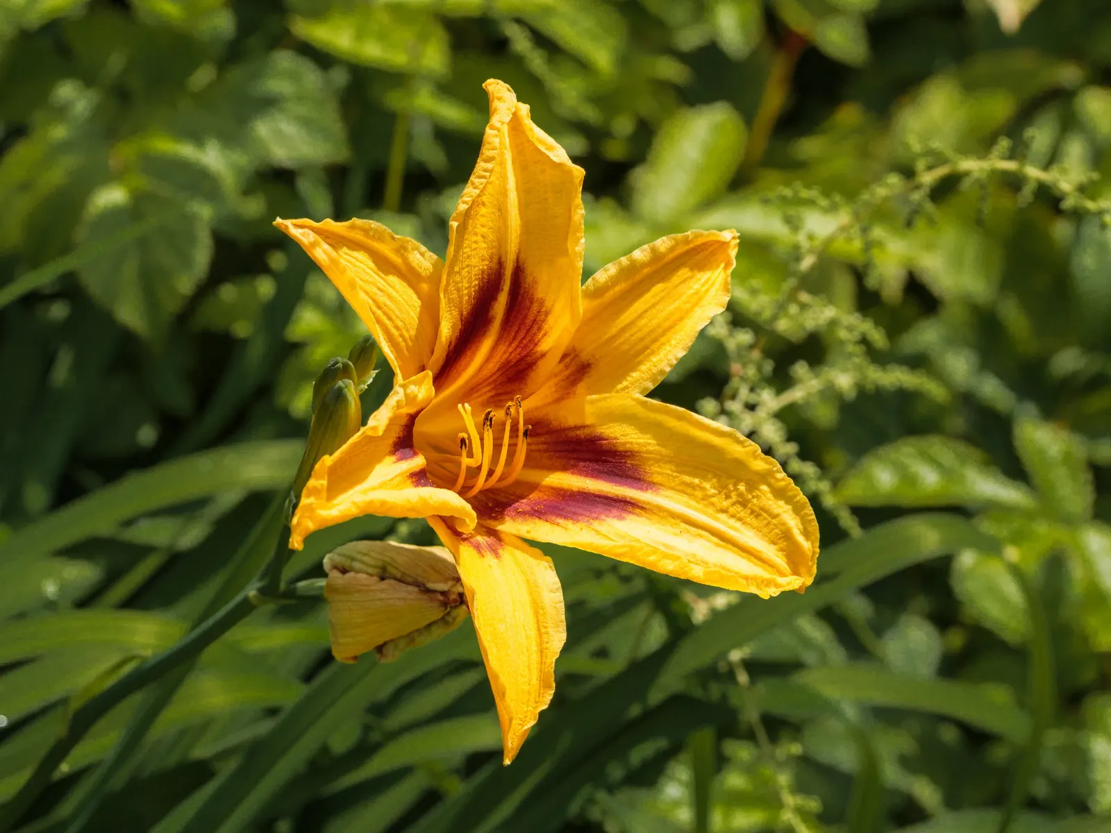 Bonanza Daylily (Hemerocallis 'Bonanza') — golden-yellow flowers with ruffled edges and a maroon eye