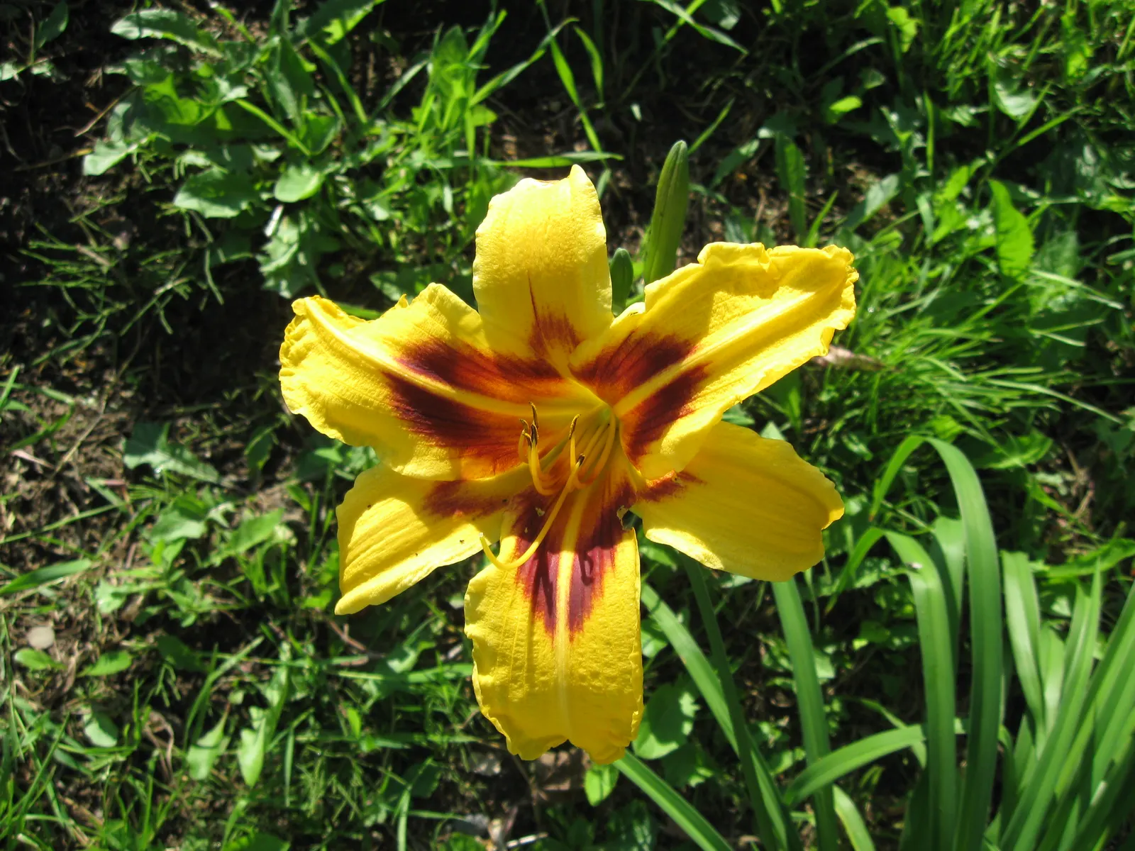 Bonanza Daylily (Hemerocallis 'Bonanza') — The blooms typically emerge atop leafless stalks