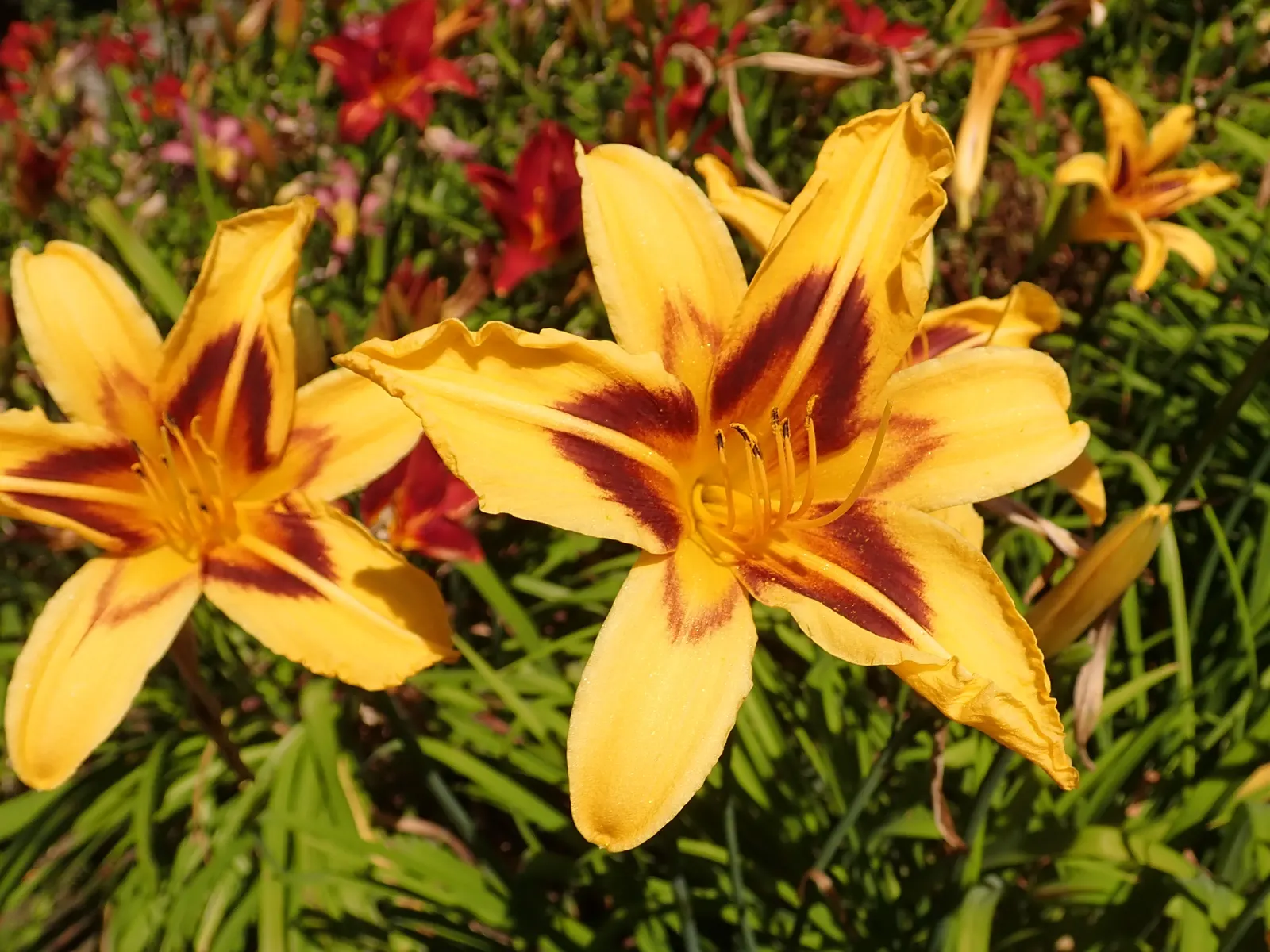 Bonanza Daylily (Hemerocallis 'Bonanza') — which can reach 24 to 30 inches in height