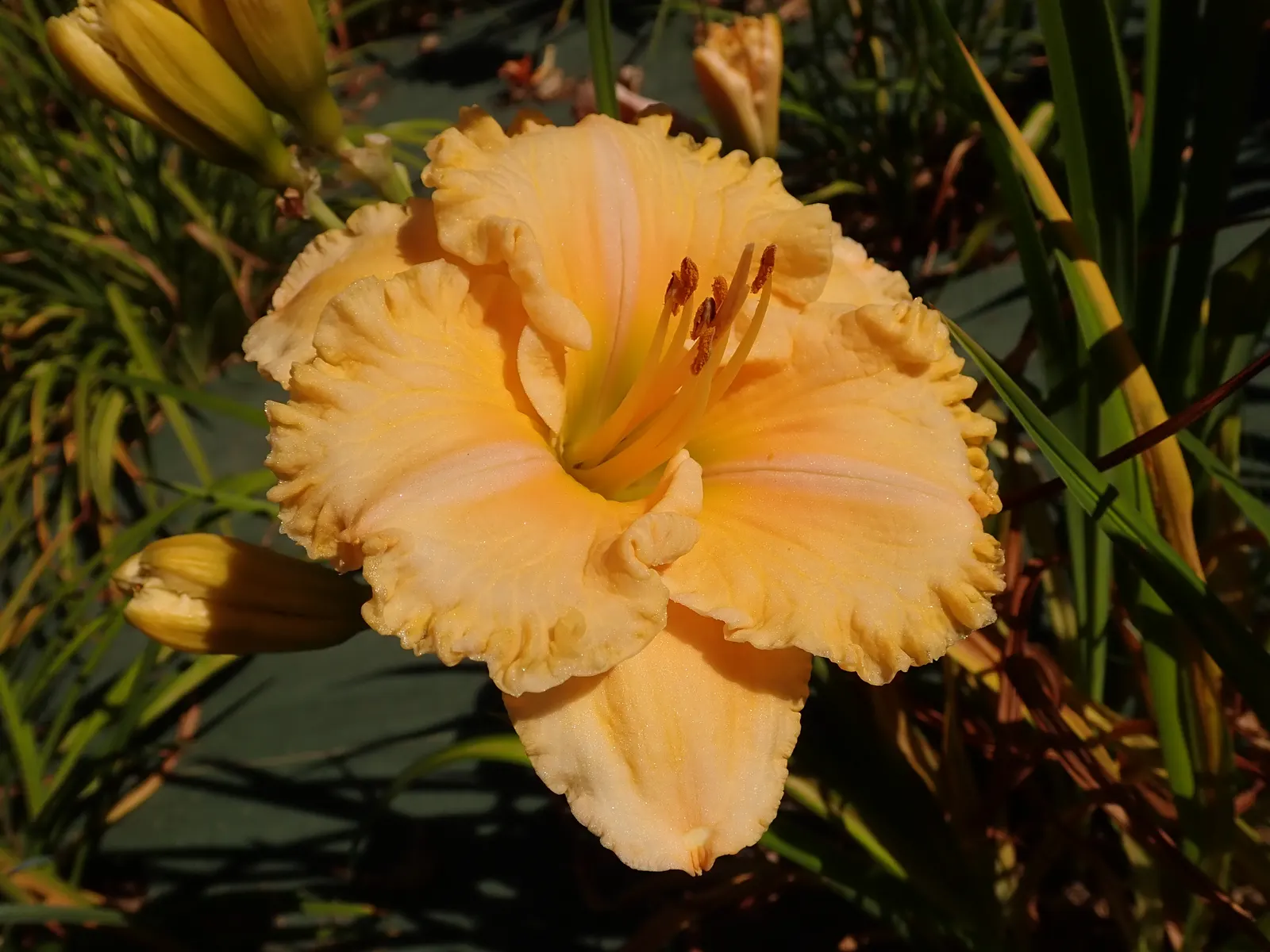 Bonanza Daylily (Hemerocallis 'Bonanza') — This daylily thrives in USDA zones 3-9, reaching up to 24 inches in height and 18 to 24 inches in spread