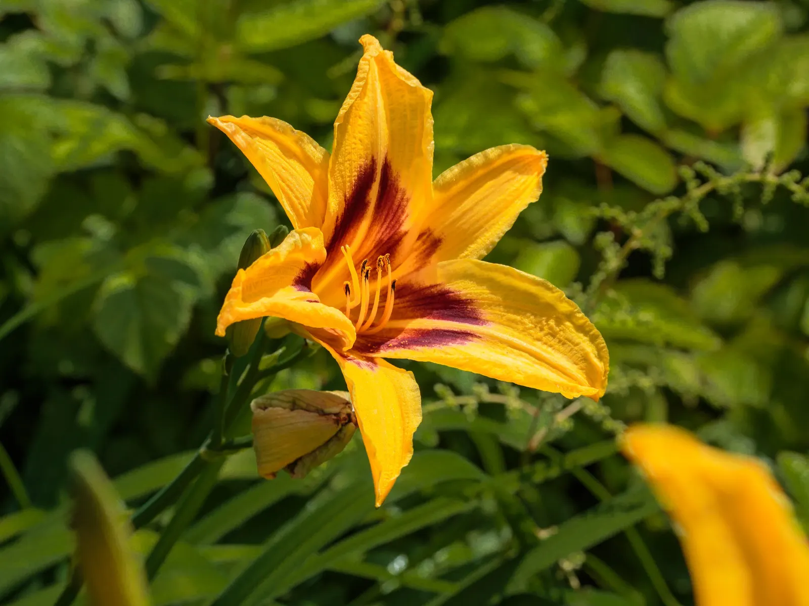 Bonanza Daylily (Hemerocallis 'Bonanza') — Each bloom opens for a single day, across a blooming period from early to mid-summer