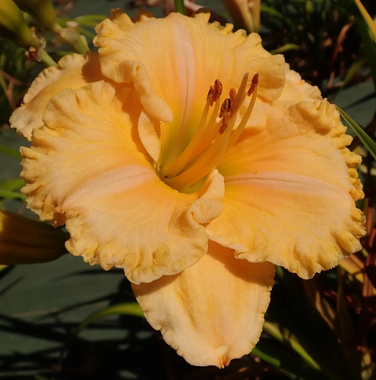 Bonanza Daylily (Hemerocallis 'Bonanza') — Ideal for borders, it requires full sun to partial shade and well-draining soil