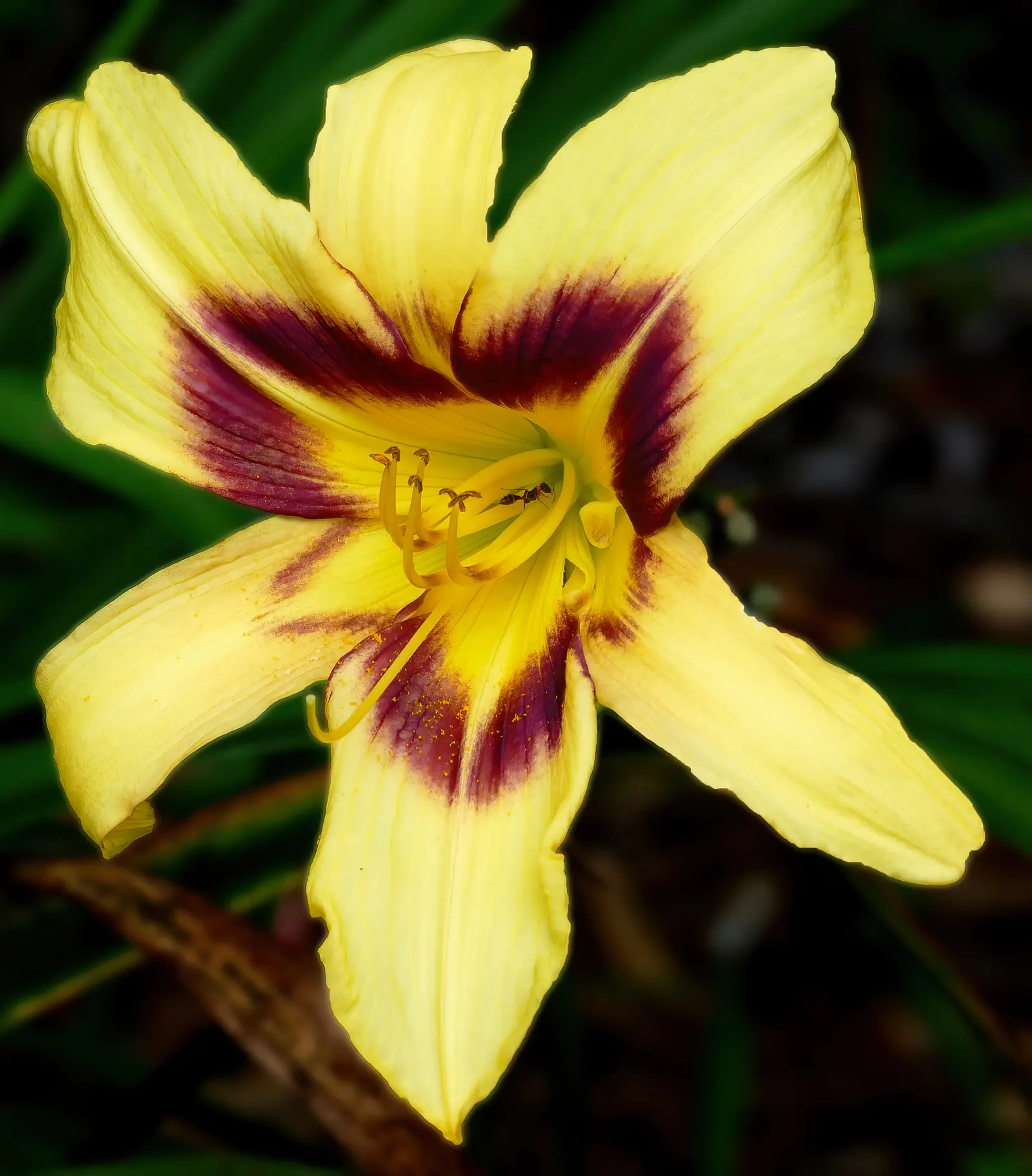 Bonanza Daylily (Hemerocallis 'Bonanza') — offering a vibrant touch to any landscape design