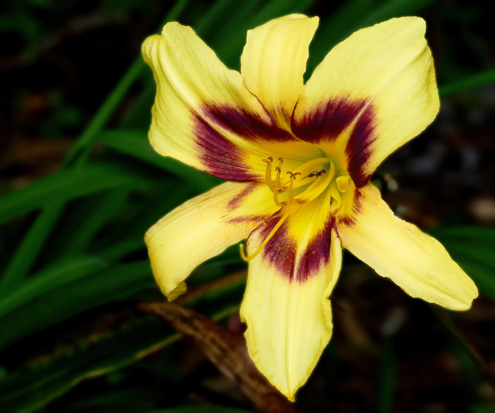 Bonanza Daylily (Hemerocallis 'Bonanza') — scientifically known as Hemerocallis 'Bonanza'