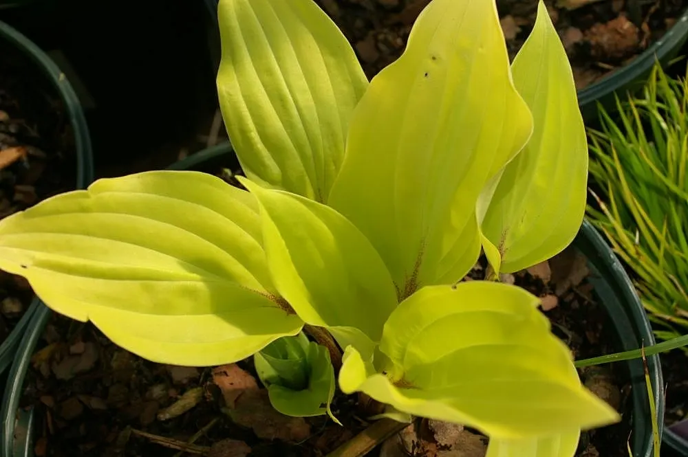 Fire Island Hosta (Hosta 'Fire Island') — Prominent reddish stems display lavender flowers in midsummer