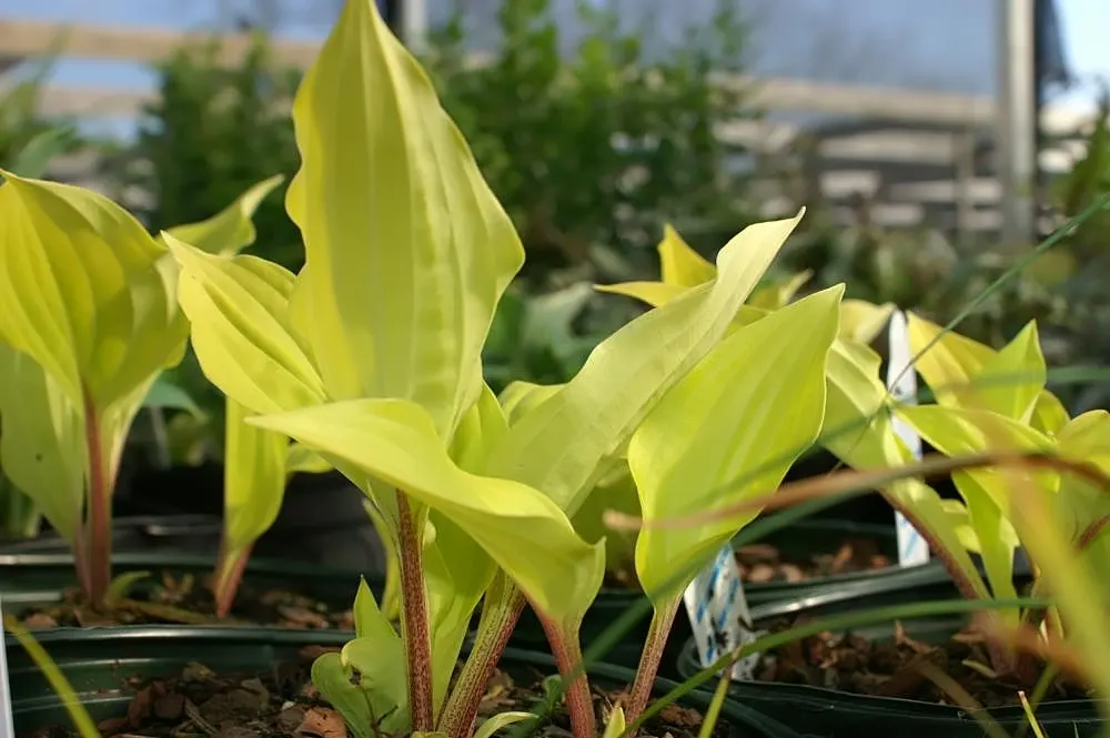 Fire Island Hosta (Hosta 'Fire Island') — The Hosta 'Fire Island' is a vibrant perennial with luminous, yellow leaves that turn chartreuse over time