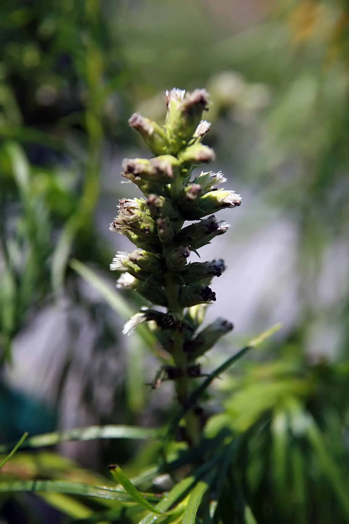 Floristan White Gayfeather (Liatris Spicata 'Floristan White') — reaching heights of 2-4 feet with a spread of about 1 foot