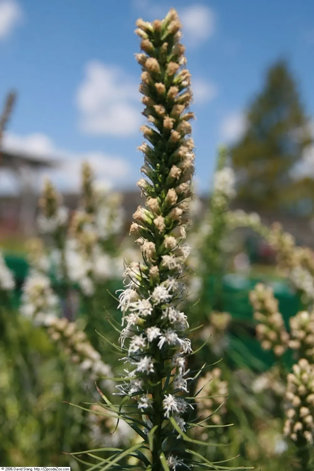 Floristan White Gayfeather (Liatris Spicata 'Floristan White') — Elegant, white feathery flower spikes bloom from summer to early fall