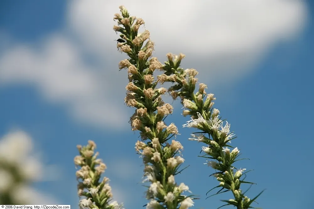 Floristan White Gayfeather (Liatris Spicata 'Floristan White') — Prefers full sun to partial shade and well-drained soil