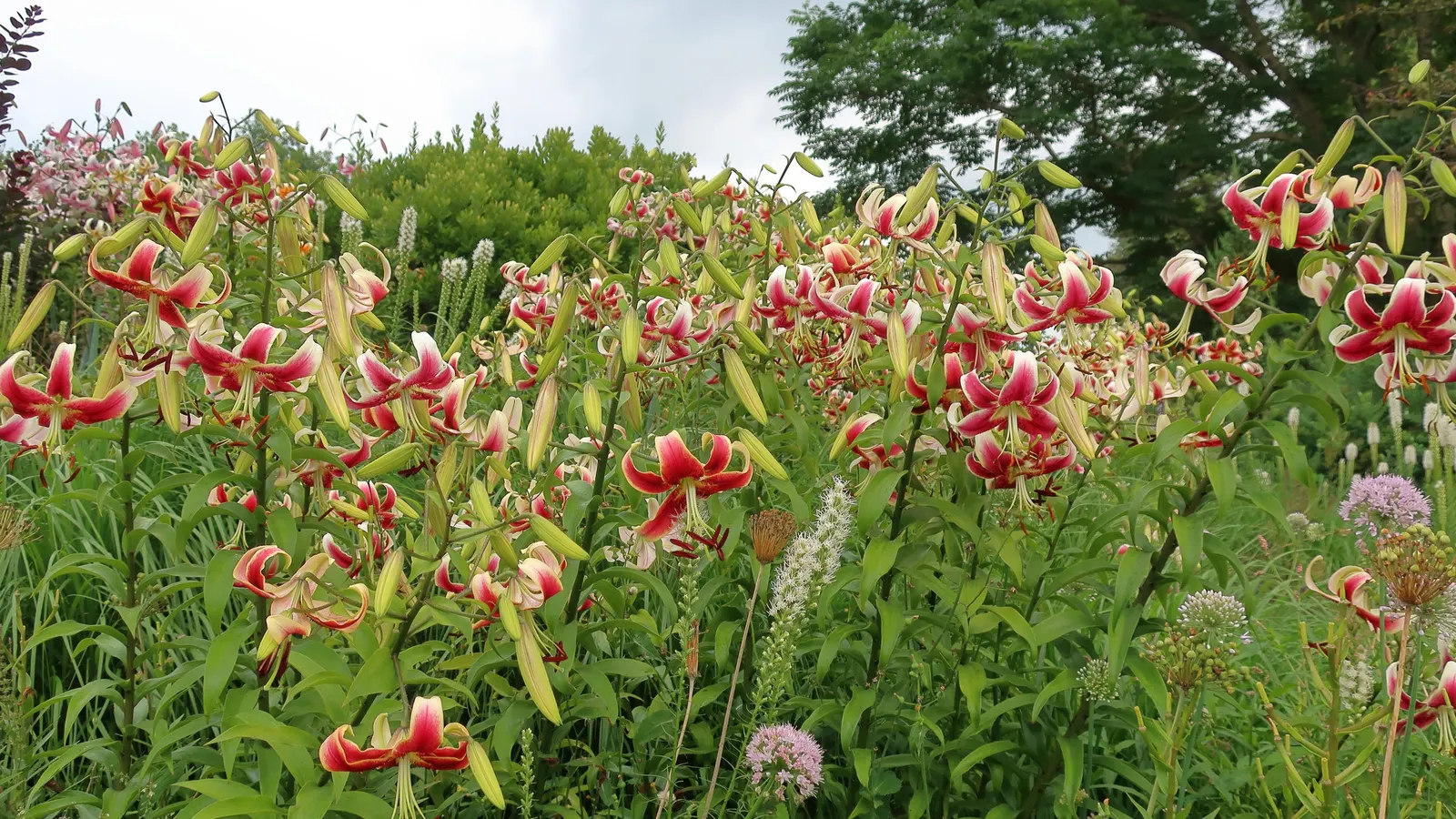 Floristan White Gayfeather (Liatris Spicata 'Floristan White') — Floristan White Gayfeather (Liatris spicata 'Floristan White') is a perennial herbaceous plant