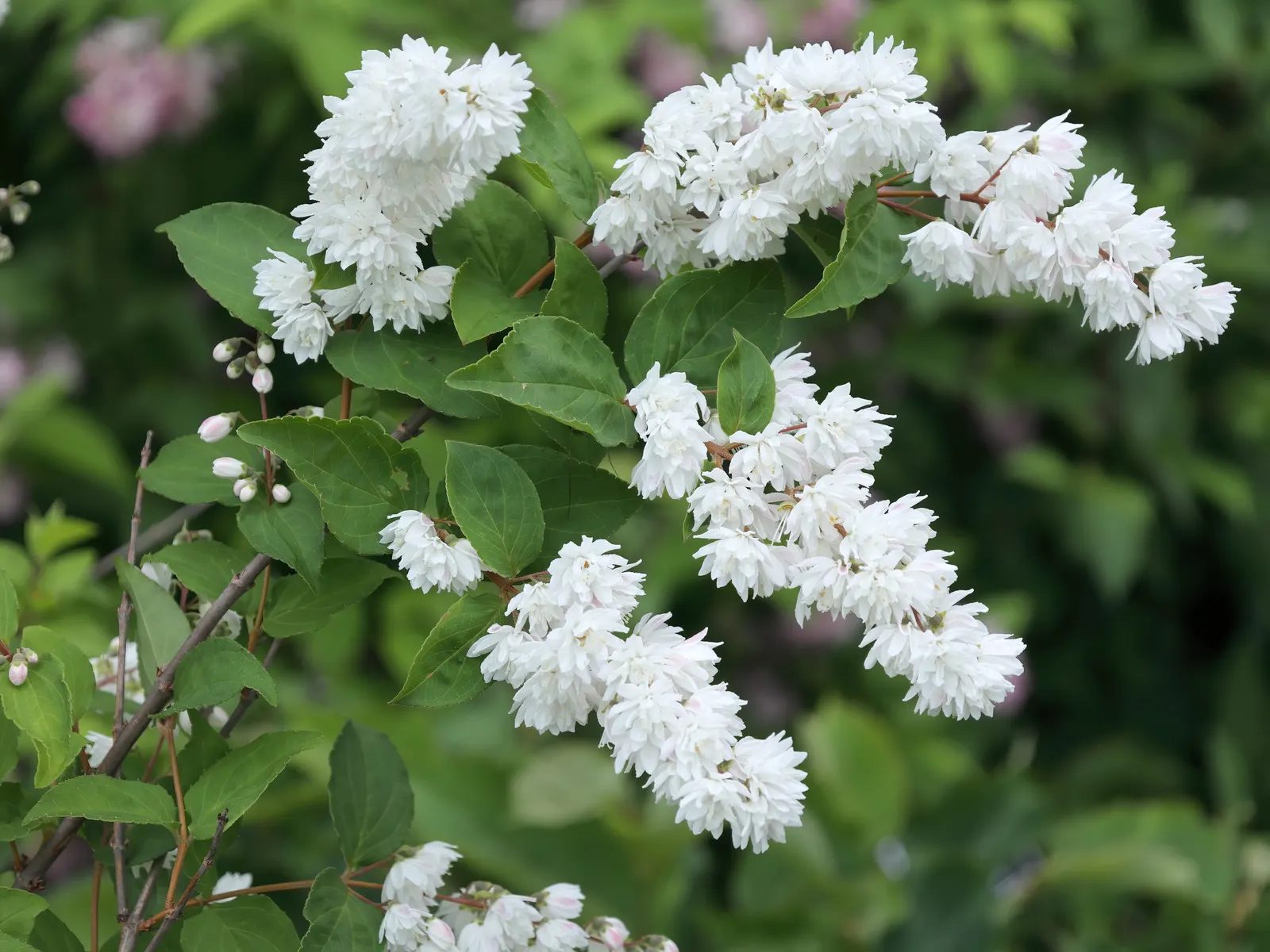 Pink-A-Boo &trade; Deutzia (Deutzia X 'Monzia') — In late spring to early summer, it blooms with clusters of fragrant, pink-striped, white flowers