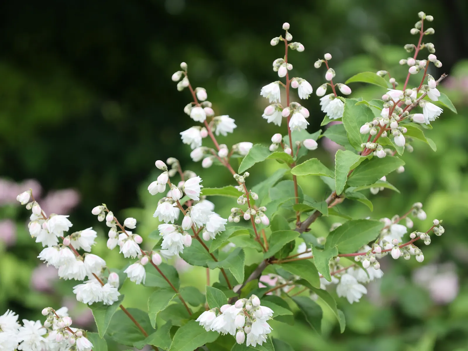 Pink-A-Boo &trade; Deutzia (Deutzia X 'Monzia') — This deciduous shrub thrives in full sun to part shade and prefers moist, well-drained soil