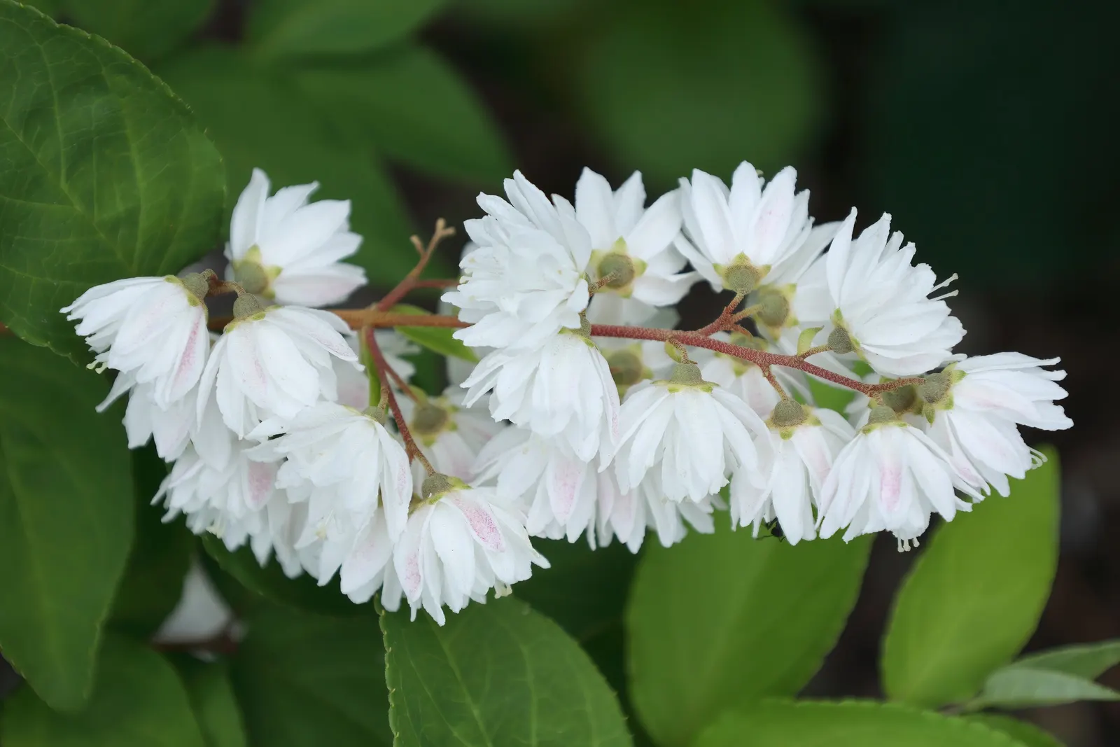 Pink-A-Boo &trade; Deutzia (Deutzia X 'Monzia') — is a vibrant shrub with arching branches that reach up to 4-5 ft tall and wide