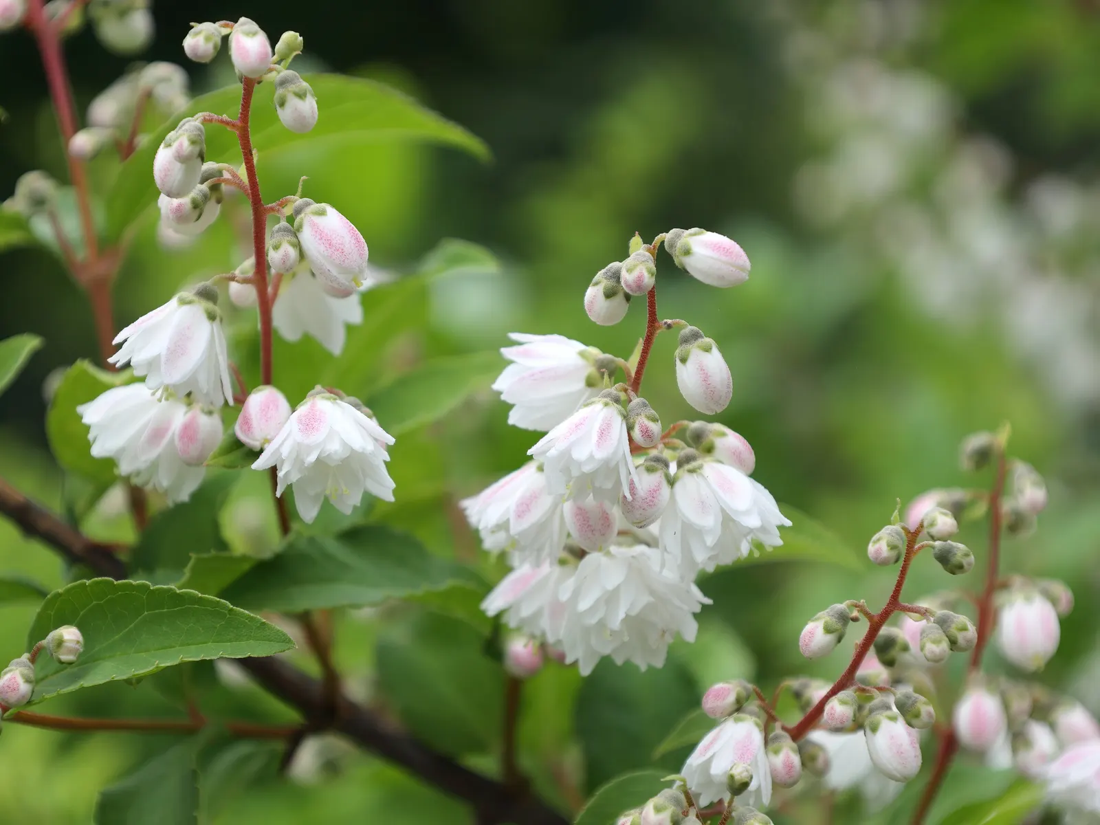 Pink-A-Boo &trade; Deutzia (Deutzia X 'Monzia') — Its compact growth and enchanting blossoms make it an excellent choice for mixed borders and cottage gardens