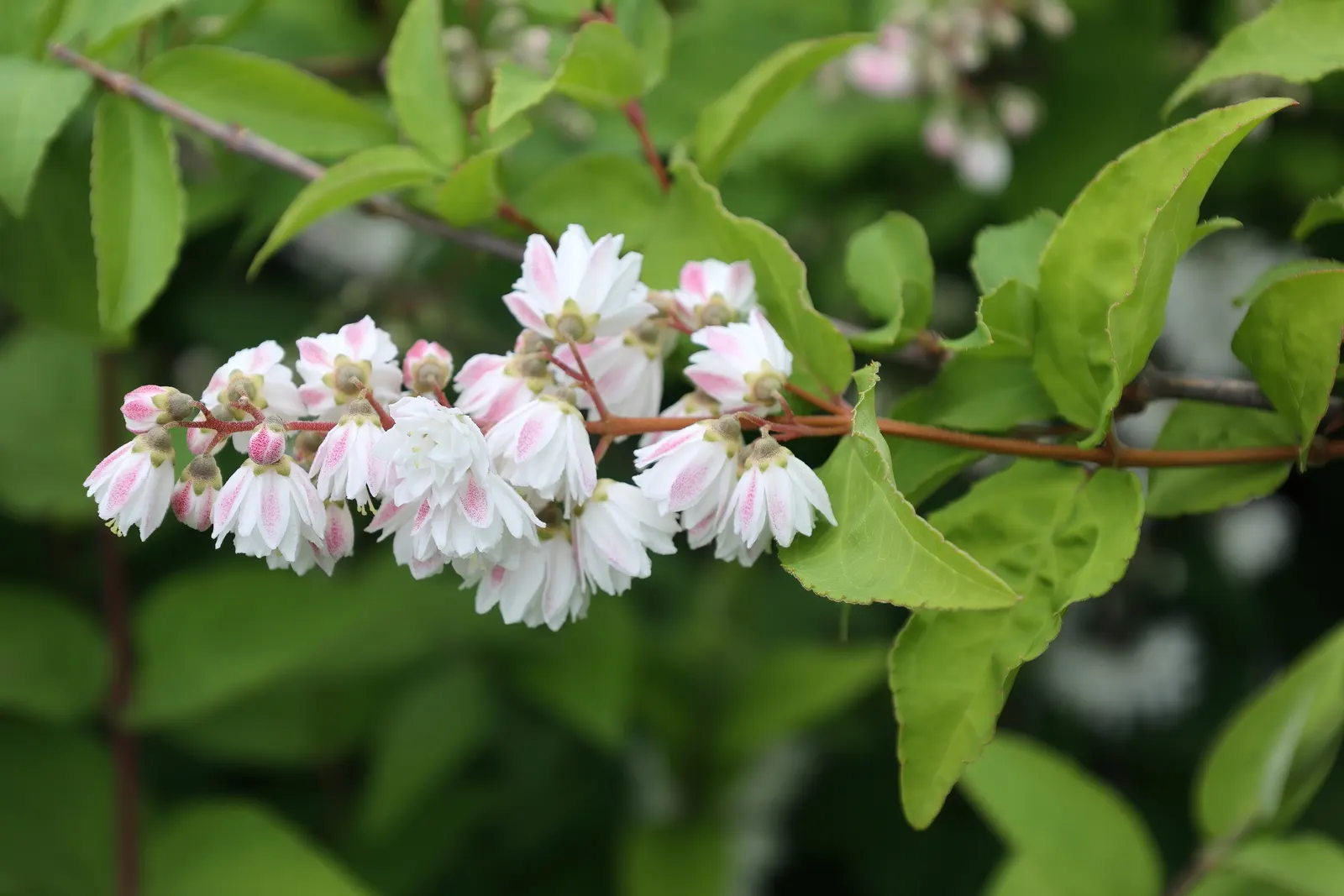 Pink-A-Boo &trade; Deutzia (Deutzia X 'Monzia') — The Pink-a-boo&trade; Deutzia