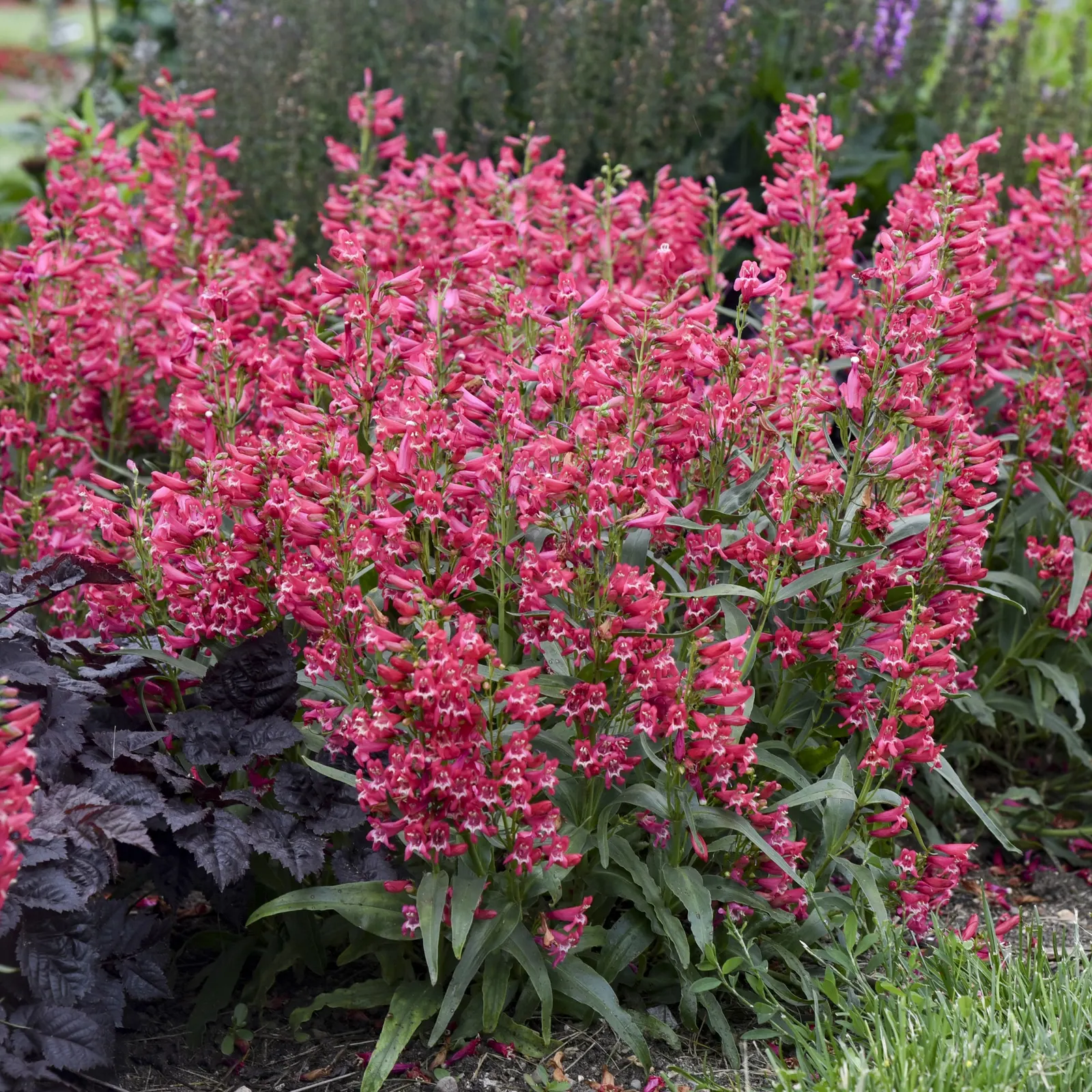 'Rose Rhinestones' Bearded Penstemon (Penstemon barbatus) — attracting bees and hummingbirds