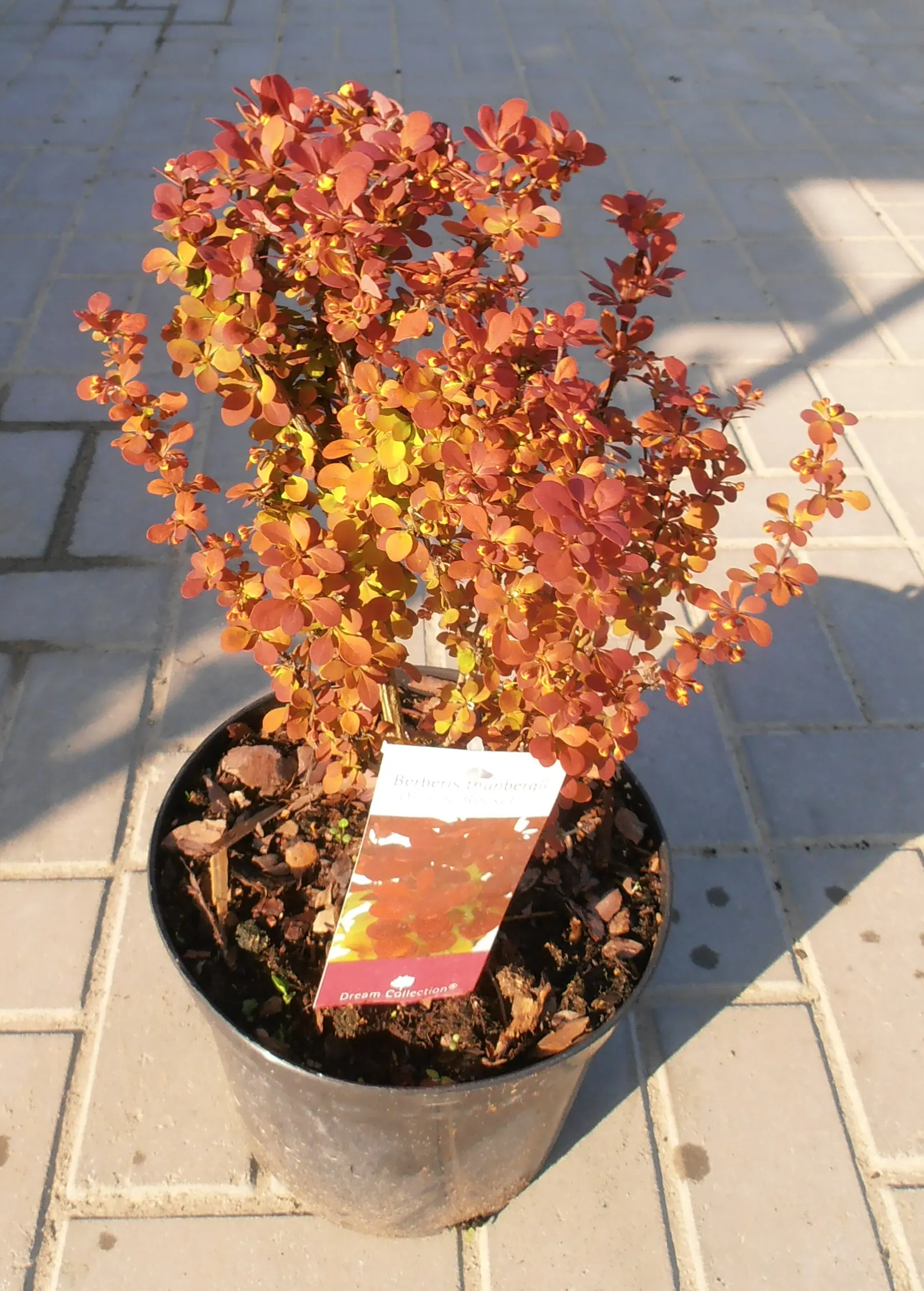 Orange Rocket Barberry (Berberis Thunbergii 'Orange Rocket') — The Orange Rocket Barberry (Berberis thunbergii 'Orange Rocket') is a vibrant deciduous shrub