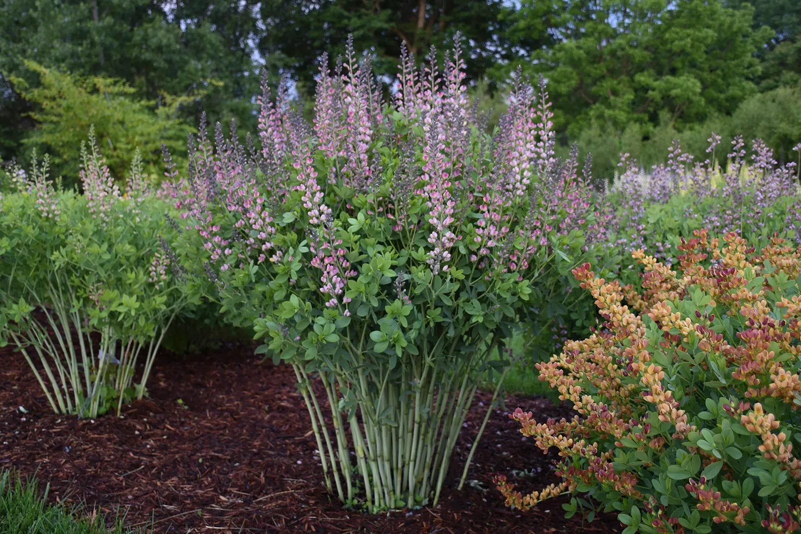 Deluxe 'Pink Truffles' False Indigo (Baptisia hybrid) — It matures at 48-54 inches tall and 36-48 inches wide, forming a compact, architectural clump
