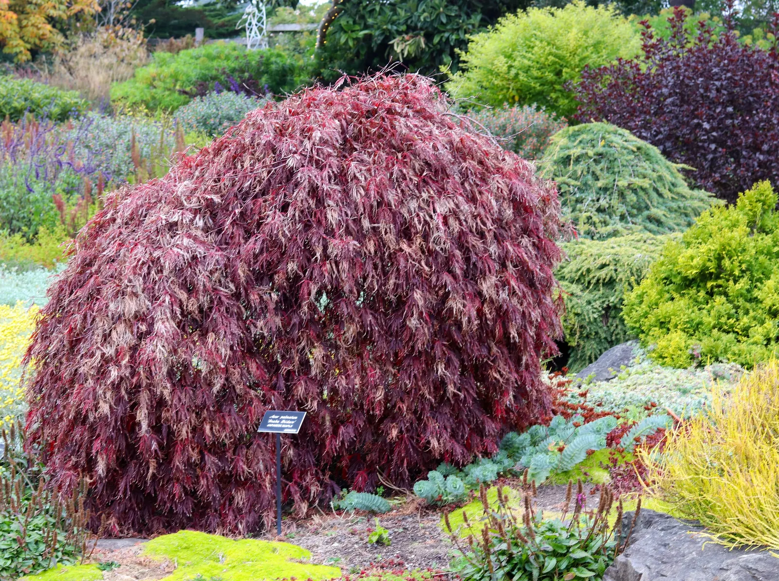 Inaba Shidare Japanese Maple (Acer Palmatum 'Dissectum Inaba Shidare') — is a captivating variety of ornamental trees that offers a dramatic flair to any