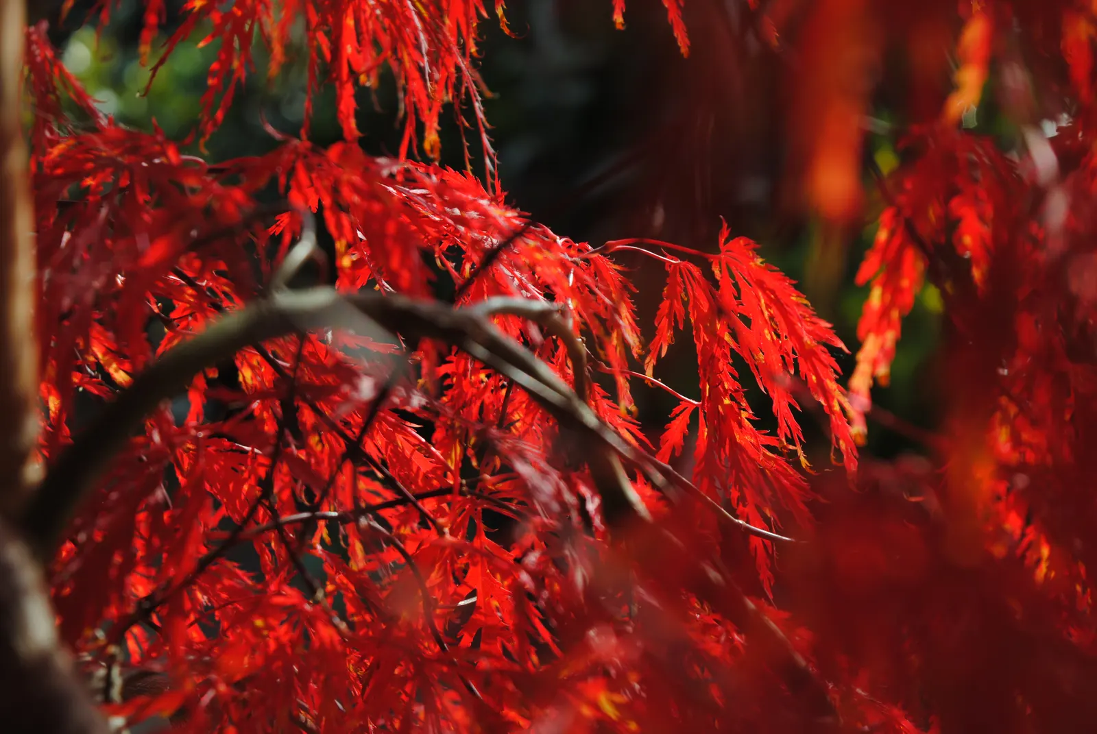 Inaba Shidare Japanese Maple (Acer Palmatum 'Dissectum Inaba Shidare') — Its striking fall color and delicate structure enhance any garden, making it an ideal