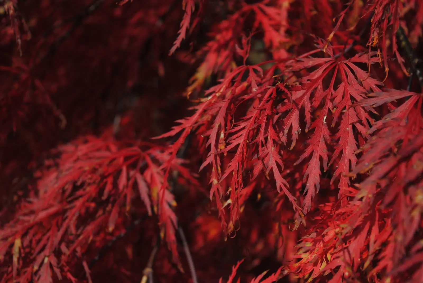 Inaba Shidare Japanese Maple (Acer Palmatum 'Dissectum Inaba Shidare') — commonly referred to as the Inaba Shidare Japanese Maple