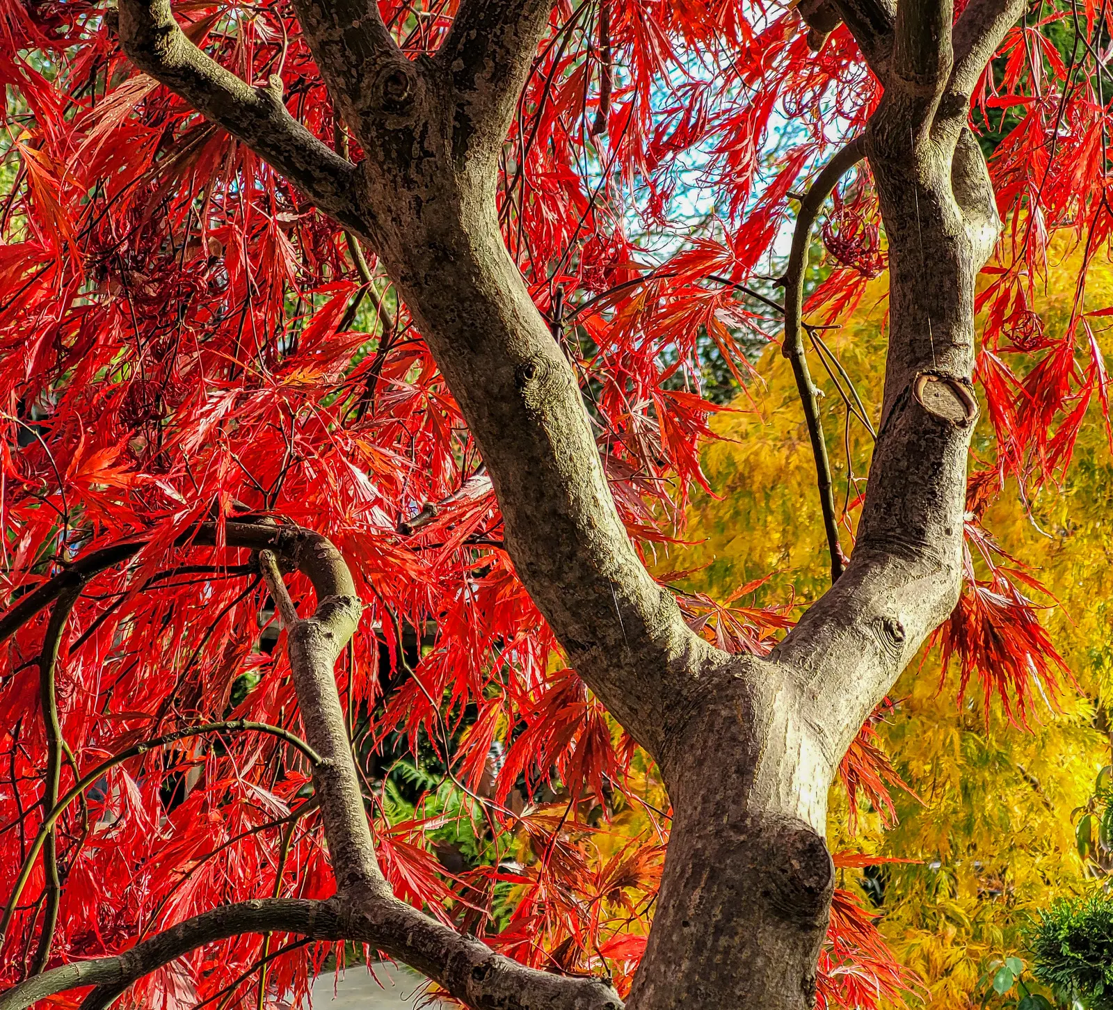 Inaba Shidare Japanese Maple (Acer Palmatum 'Dissectum Inaba Shidare') — A mature specimen reaches 4-6 ft high and 8-10 ft wide