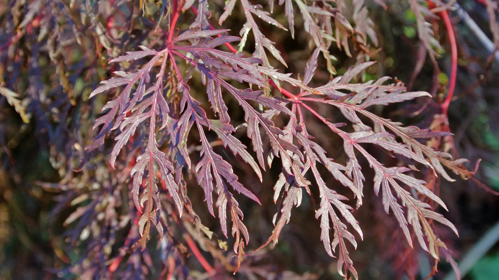 Inaba Shidare Japanese Maple (Acer Palmatum 'Dissectum Inaba Shidare') — It thrives in Zones 5-9, prefers partial shade, and demands well-drained soil