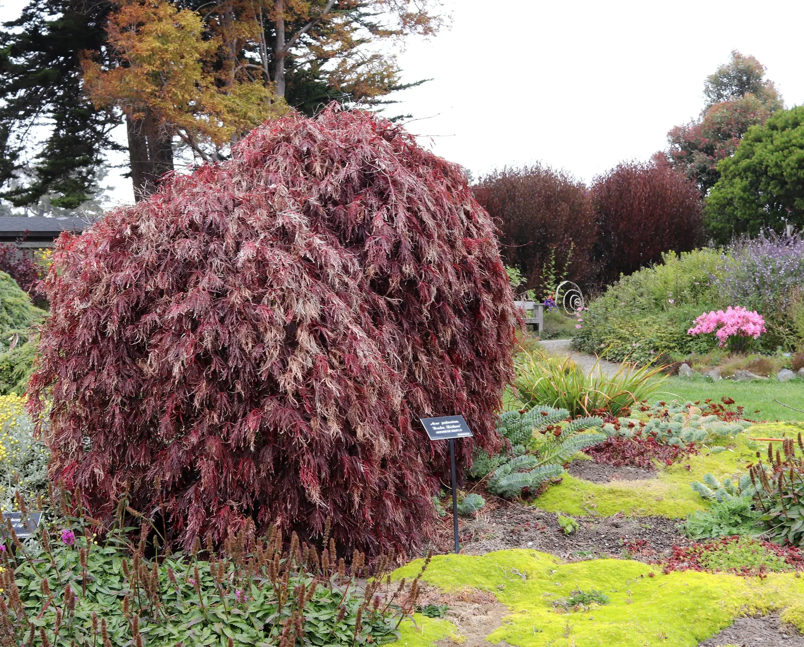 Inaba Shidare Japanese Maple (Acer Palmatum 'Dissectum Inaba Shidare') — This cultivar is renowned for its cascading branches and deeply dissected