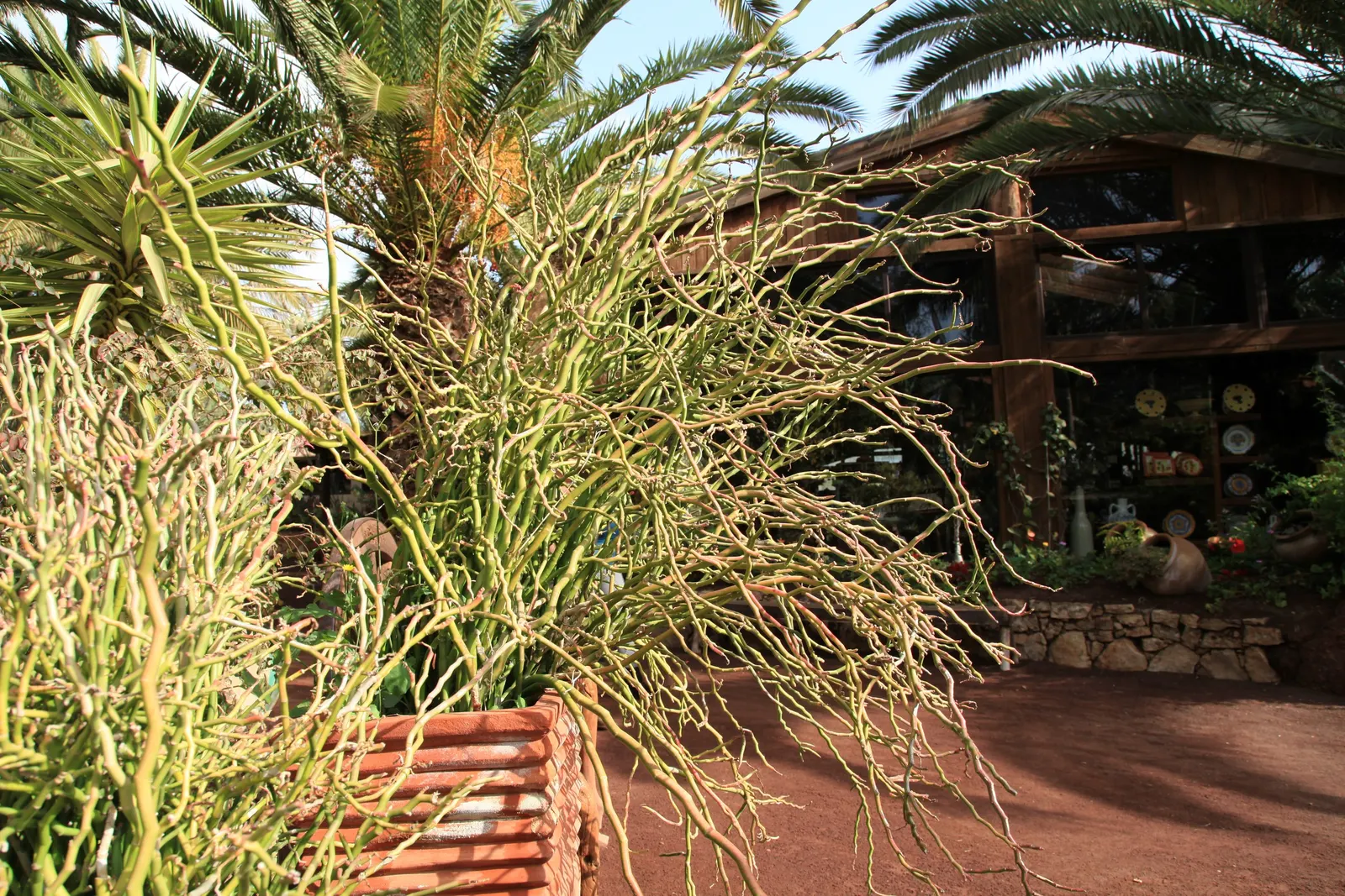 Slipper Plant (Pedilanthus Macrocarpus) — A low-maintenance and drought-tolerant choice; reaching heights of up to 3 to 5 feet with an equivalent, image 60