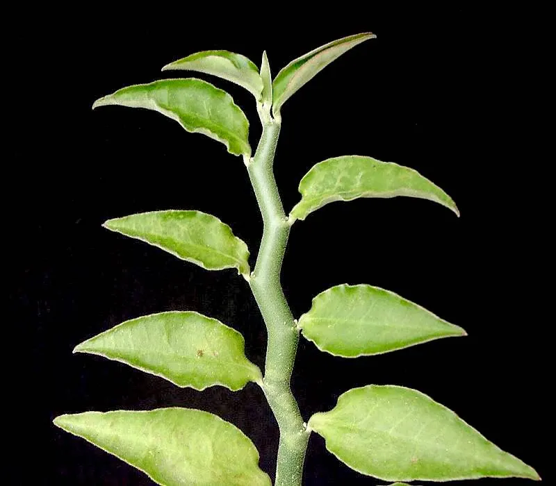 Slipper Plant (Pedilanthus Macrocarpus) — Slipper Flower (Pedilanthus macrocarpus) is a distinctive succulent shrub; zigzagging stems and slipper-shaped