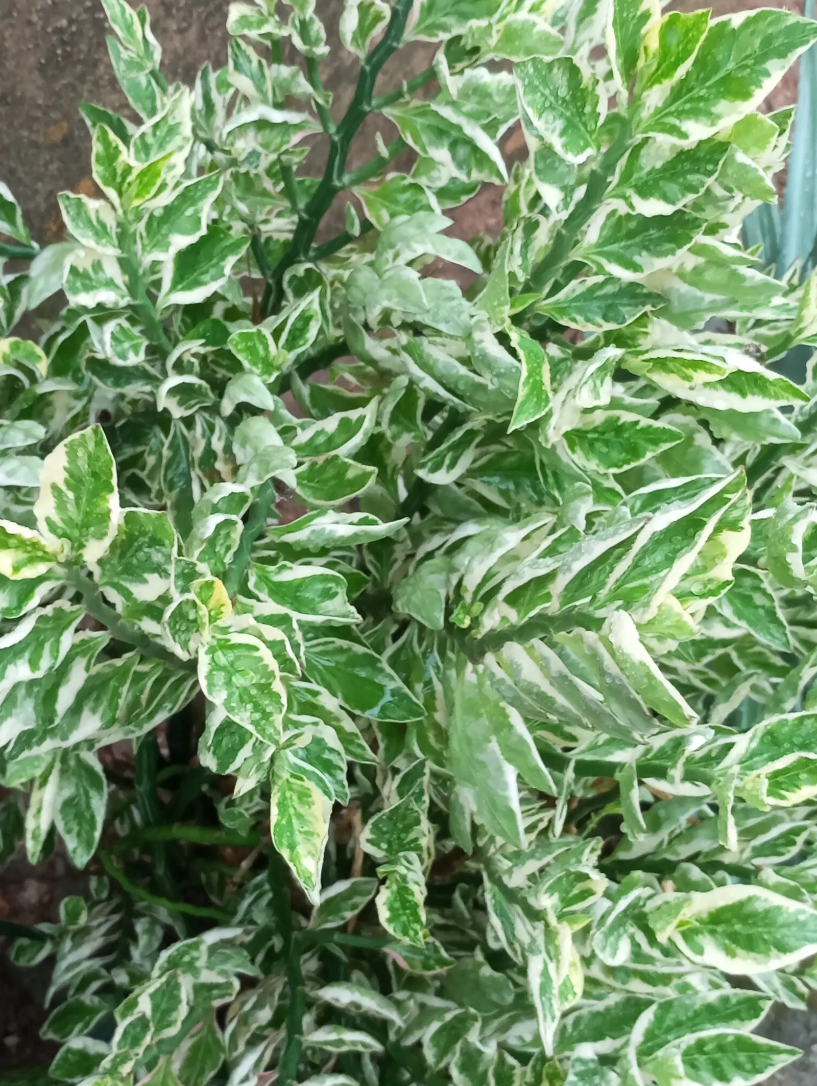 Slipper Plant (Pedilanthus Macrocarpus) — However, the plant's key attraction is its curious, slipper-shaped flowers; consider its potential as a focal point