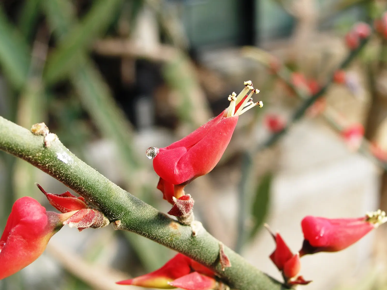 Slipper Plant (Pedilanthus Macrocarpus) — succulent for full or half