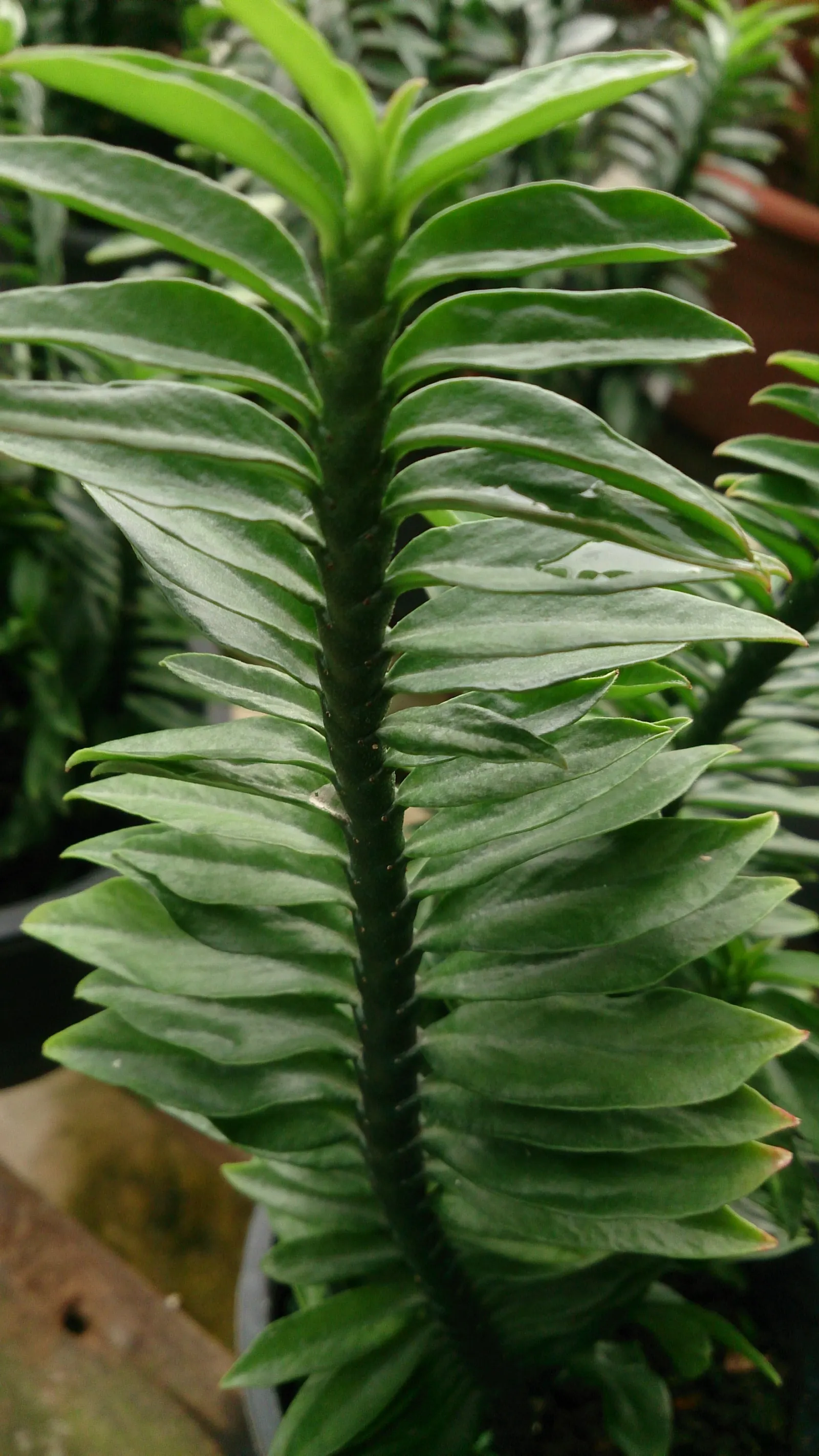 Slipper Plant (Pedilanthus Macrocarpus) — This evergreen perennial exhibits an upright growth habit; which may reach up to 1.5 to 2 inches in length