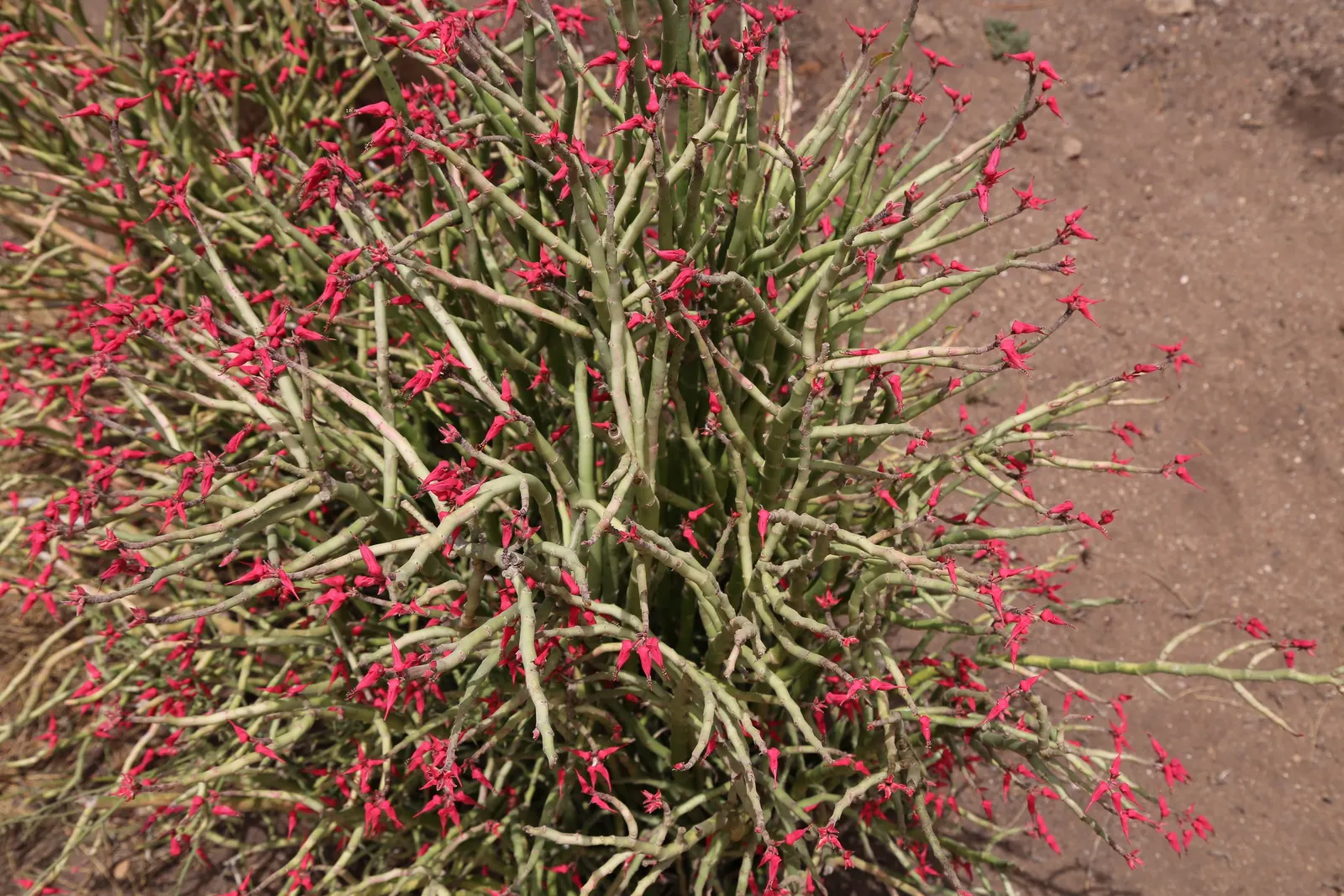 Slipper Plant (Pedilanthus Macrocarpus) — succulent for full or half; maintain its health by ensuring good drainage and occasional trimming to shape and