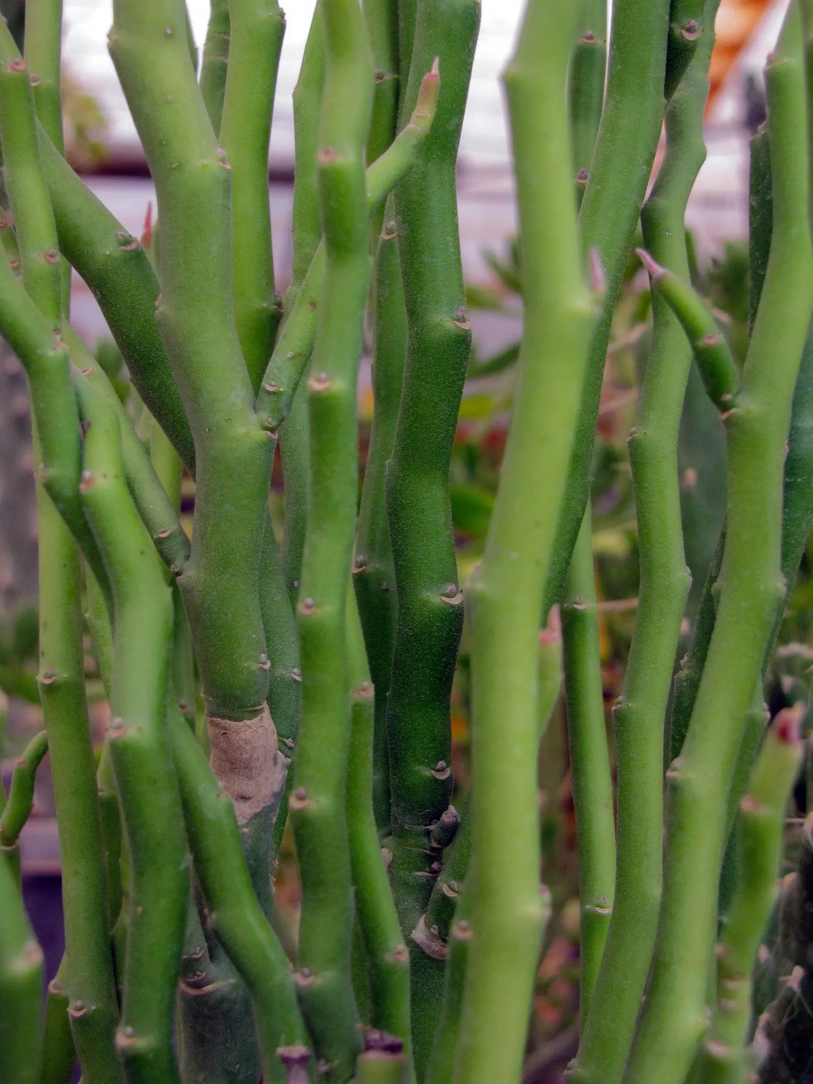 Slipper Plant (Pedilanthus Macrocarpus) — consider its potential as a focal point among low-lying succulents or as a contrasting texture beside softer