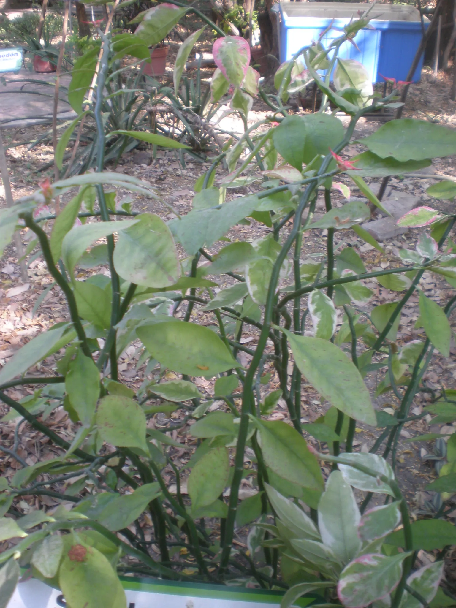 Slipper Plant (Pedilanthus Macrocarpus) — Preferring full sun, it requires minimal water upon establishment, image 32