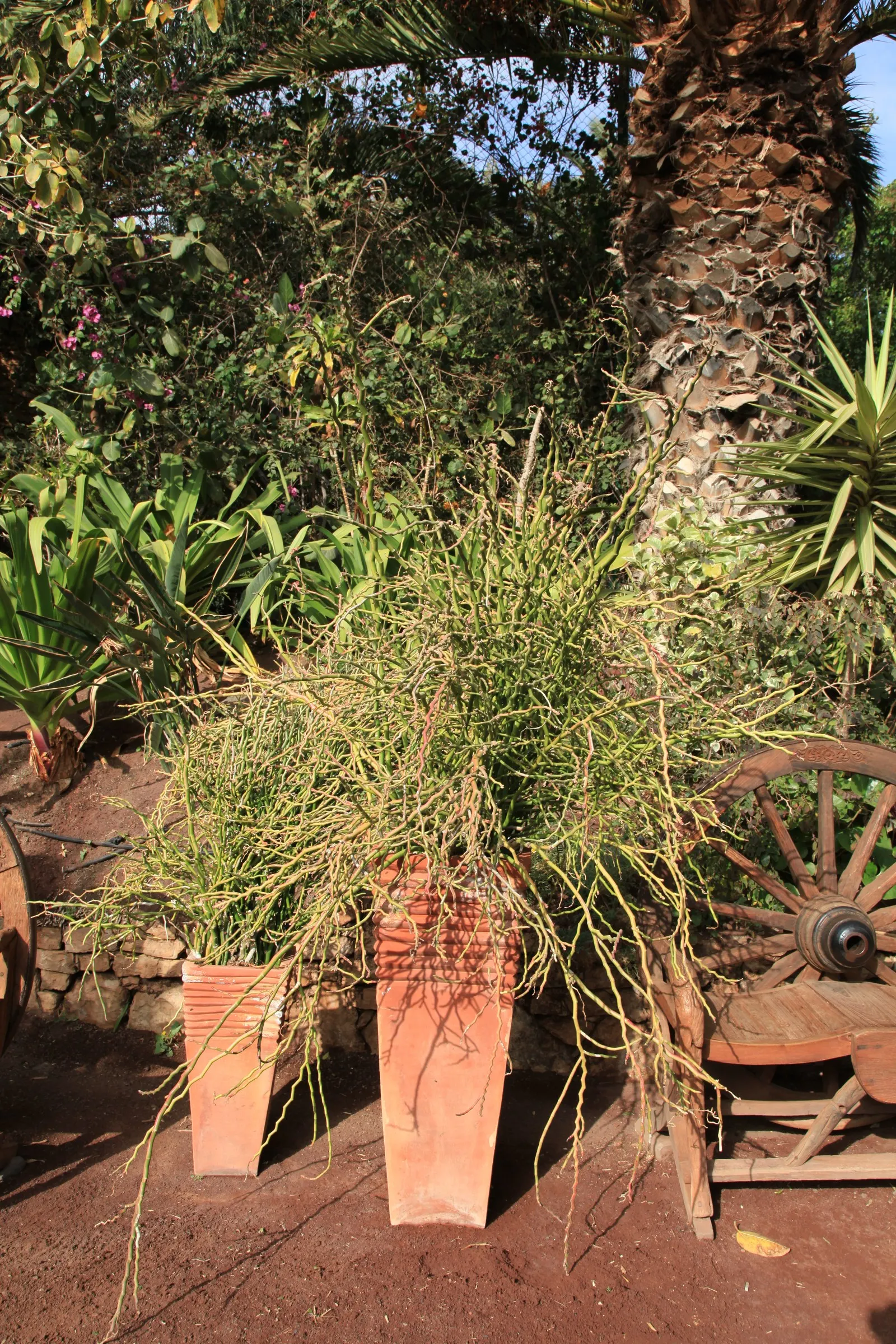 Slipper Plant (Pedilanthus Macrocarpus) — thanks to its drought resistance