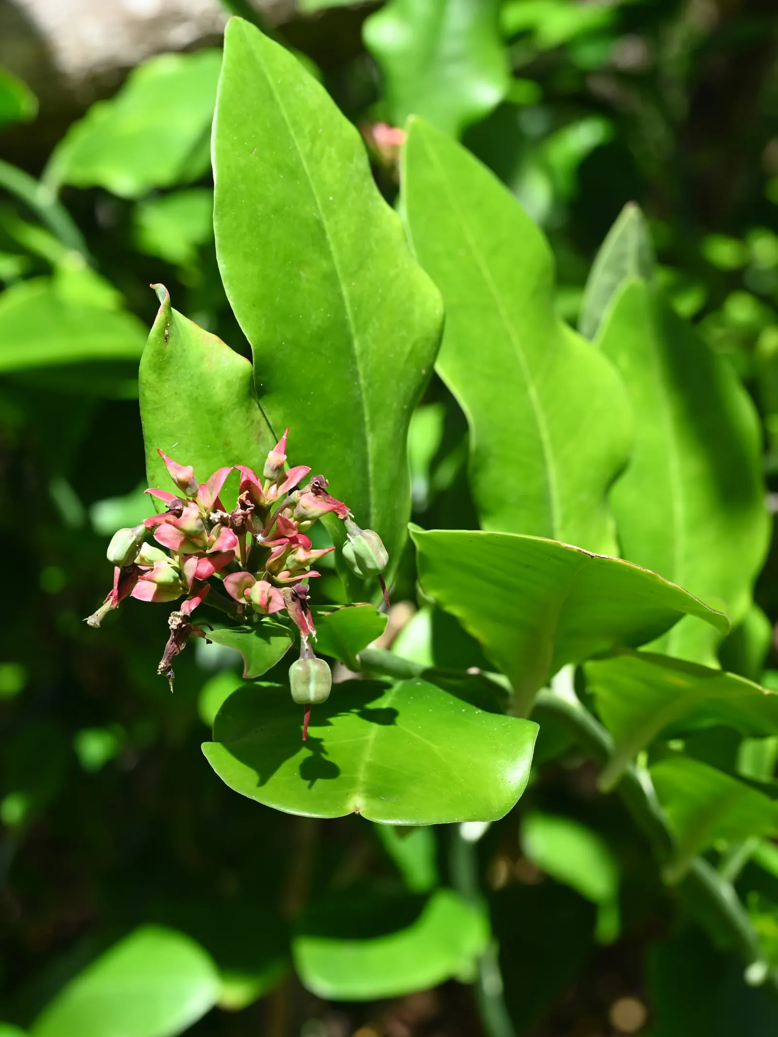 Slipper Plant (Pedilanthus Macrocarpus) — Plant in full sunlight to part shade to ensure vigorous growth