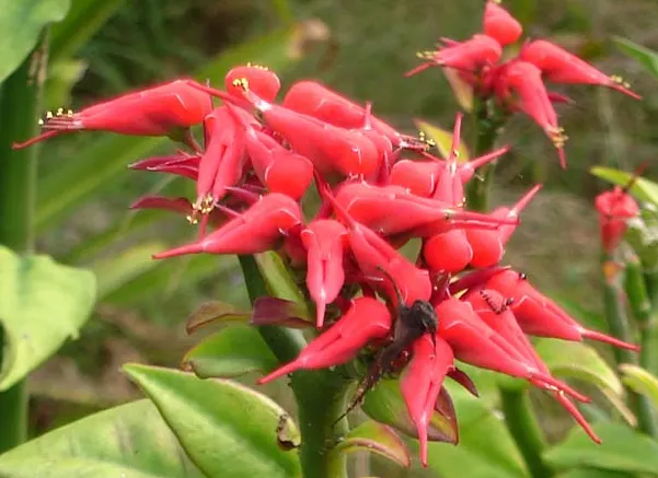 Slipper Plant (Pedilanthus Macrocarpus) — consider its potential as a focal point among low-lying succulents or as a contrasting texture beside softer; making