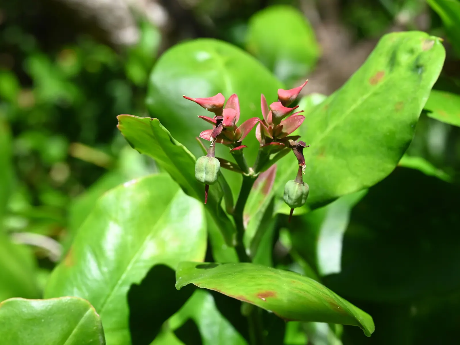 Slipper Plant (Pedilanthus Macrocarpus) — A low-maintenance and drought-tolerant choice