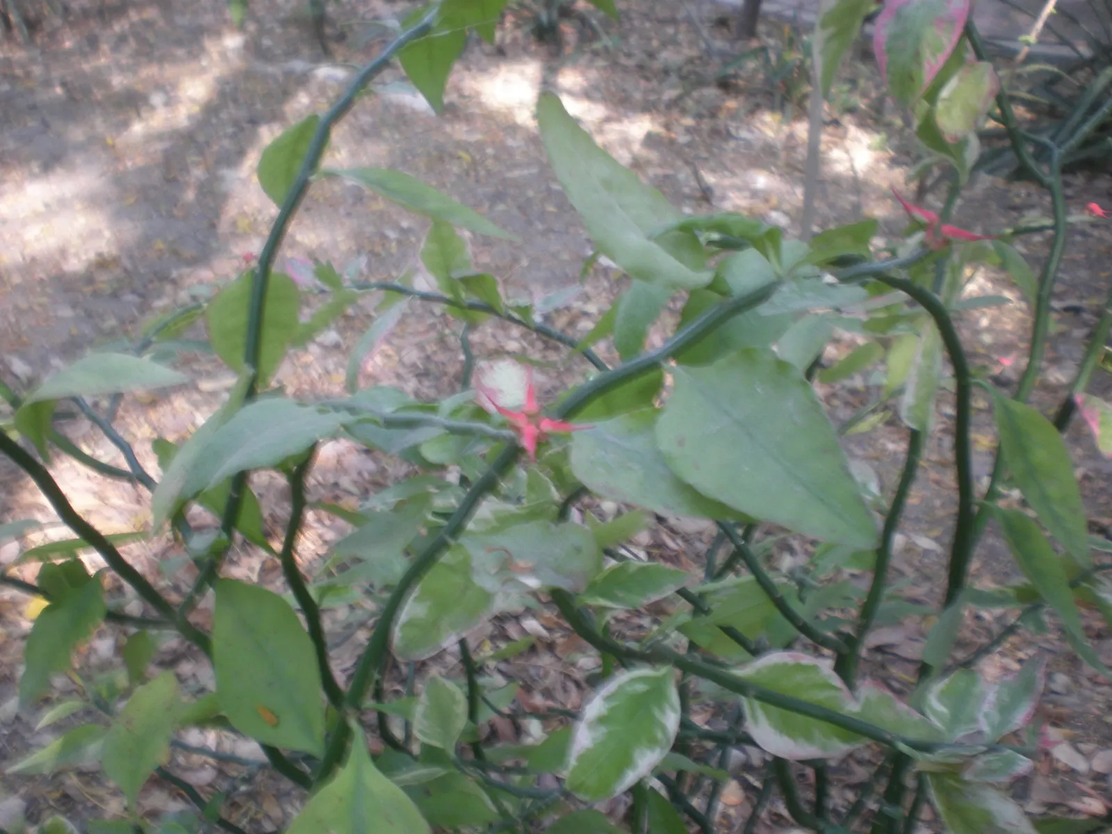 Slipper Plant (Pedilanthus Macrocarpus) — reaching heights of up to 3 to 5 feet with an equivalent spread; succulent for full or half