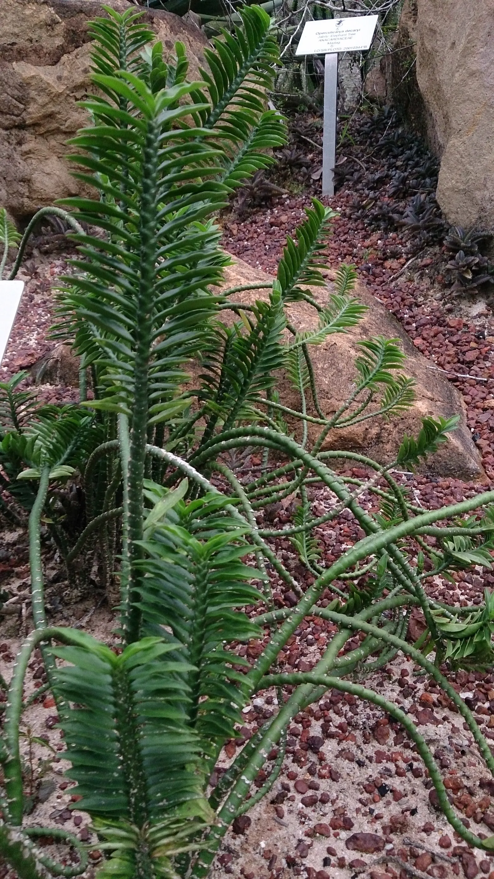 Slipper Plant (Pedilanthus Macrocarpus) — making it an excellent choice for water-wise gardens; slipper Flower (Pedilanthus macrocarpus) is a distinctive