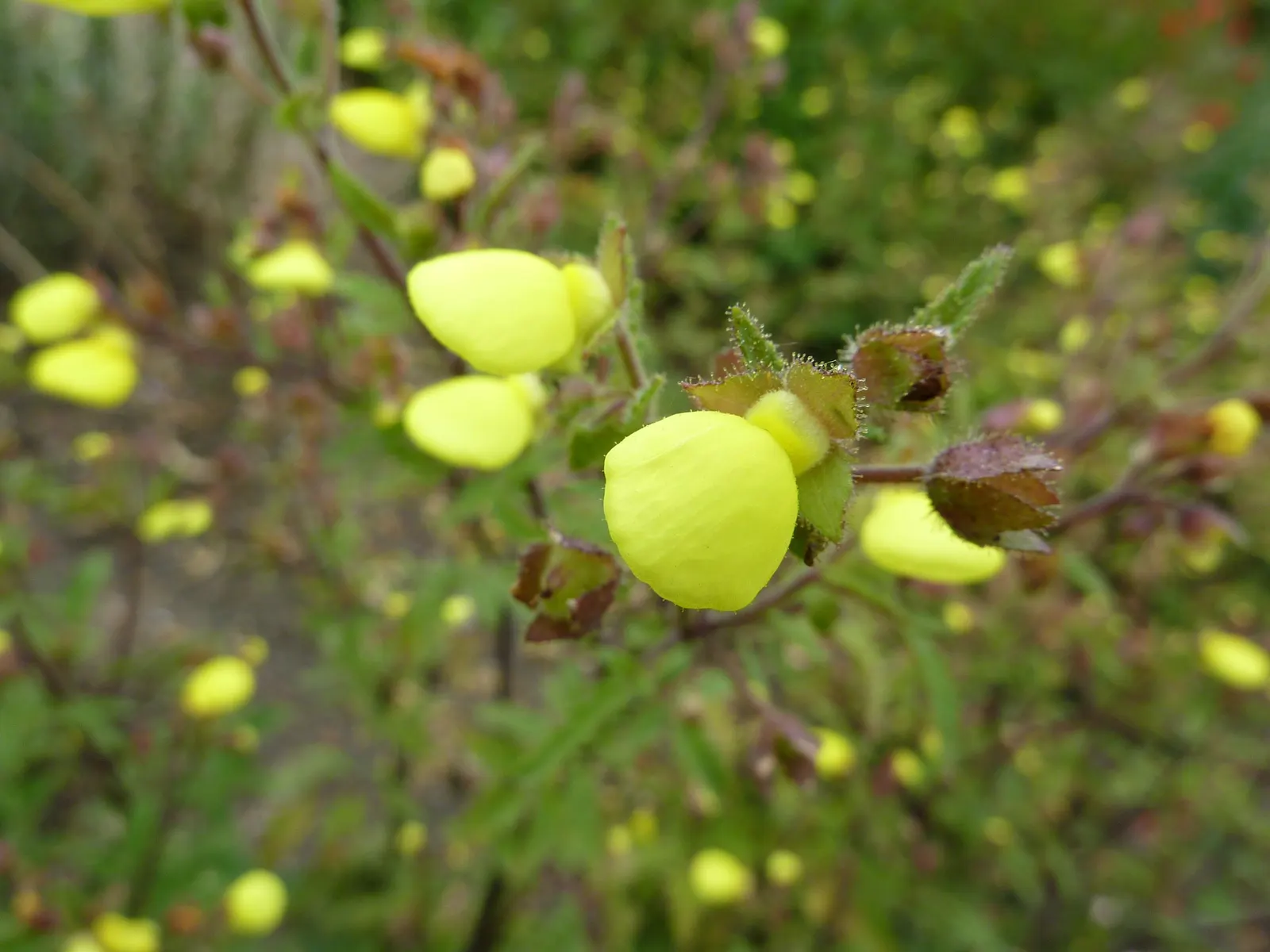 Slipper Plant (Pedilanthus Macrocarpus) — Slipper Flower (Pedilanthus macrocarpus) is a distinctive succulent shrub